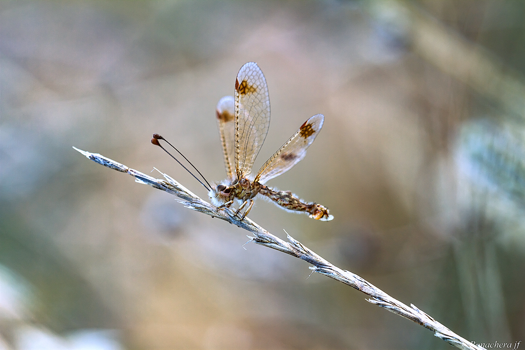 Sigma 150mm f/2.8 EX DG OS HSM APO Macro sample photo. Ascalaphon austral photography
