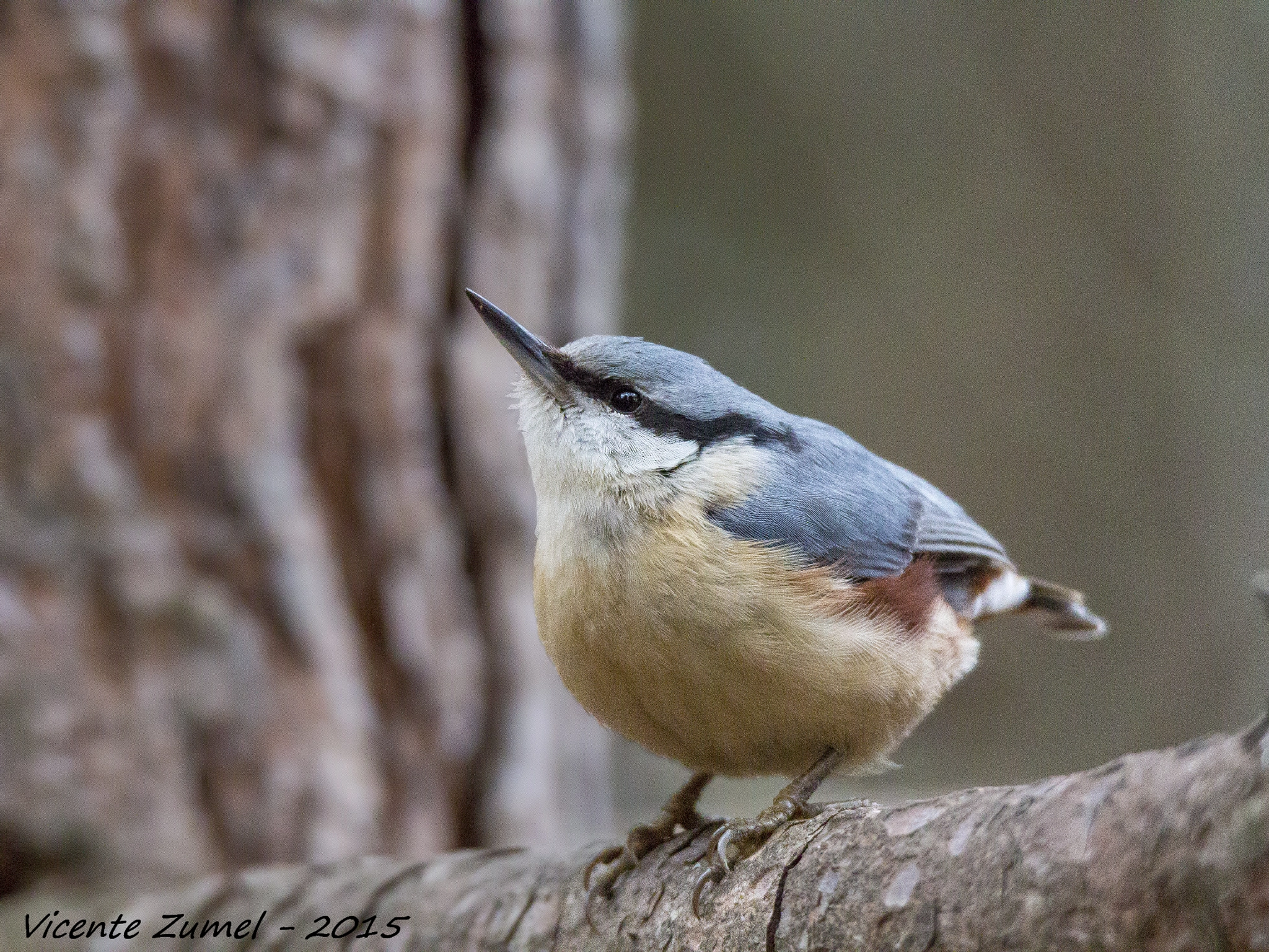 Canon EOS 700D (EOS Rebel T5i / EOS Kiss X7i) + Tamron SP 150-600mm F5-6.3 Di VC USD sample photo. Nuthatch photography