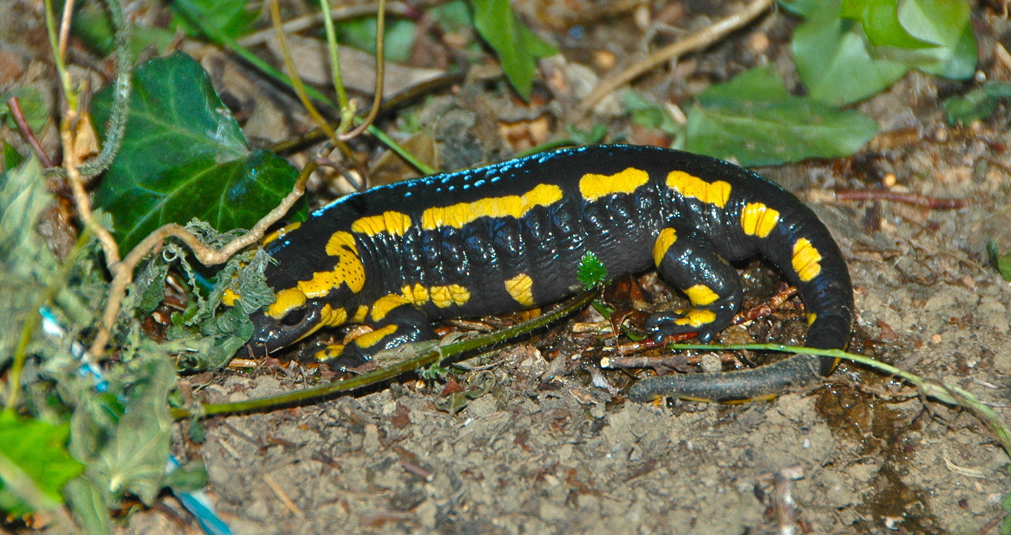 Nikon D70 sample photo. Salamandre photography