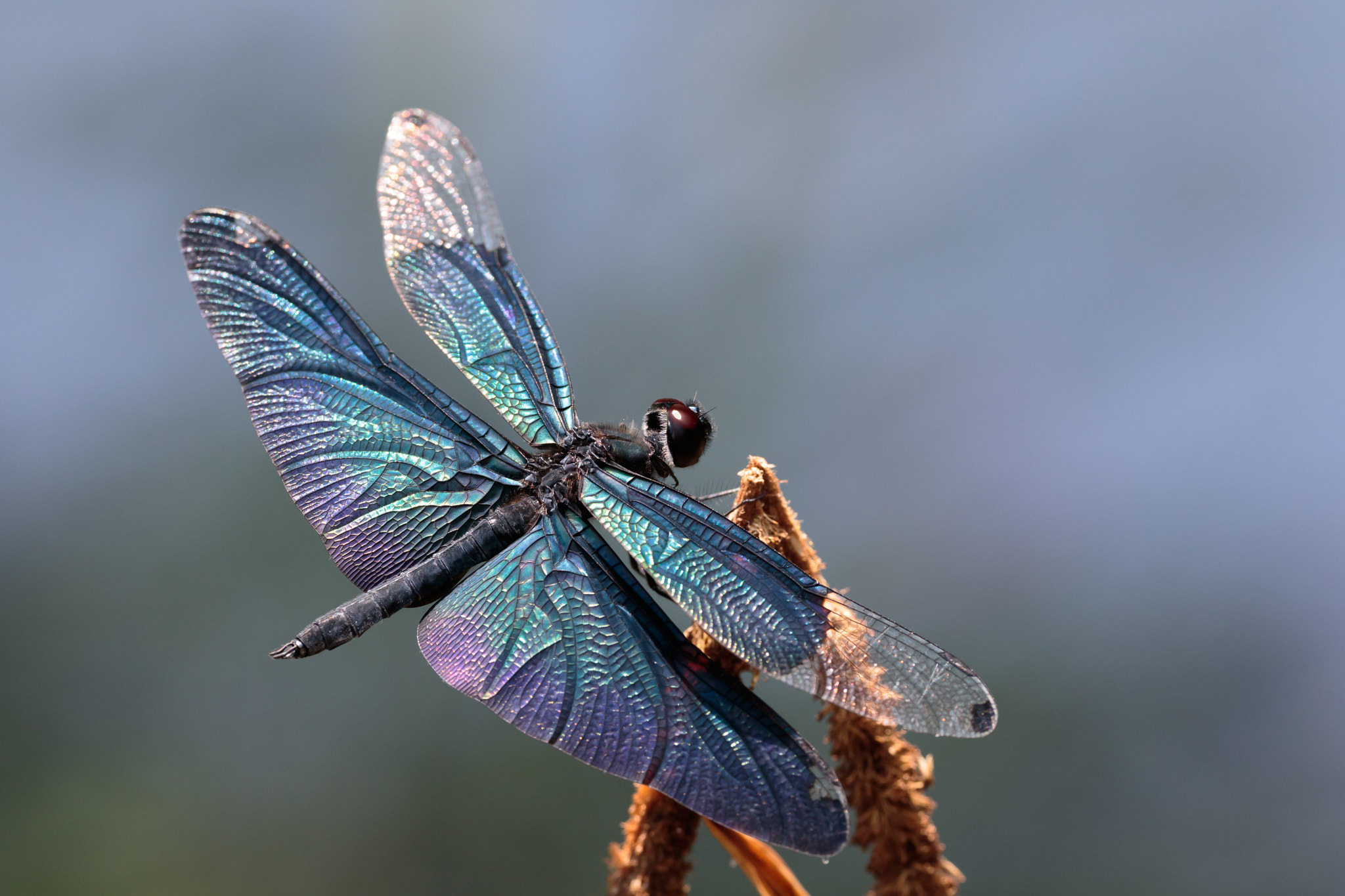 Sigma APO Macro 180mm F2.8 EX DG OS HSM sample photo. Rhyothemis fuliginosa photography