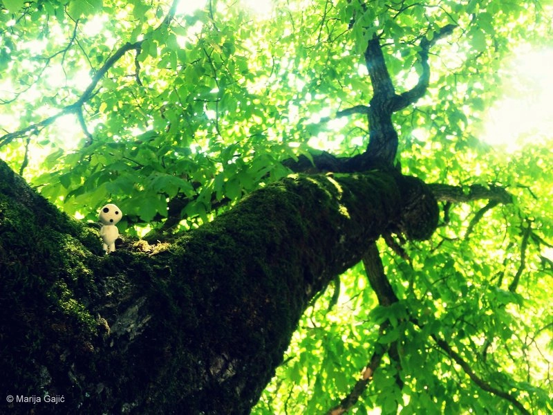 LG L Fino sample photo. Kodama photography