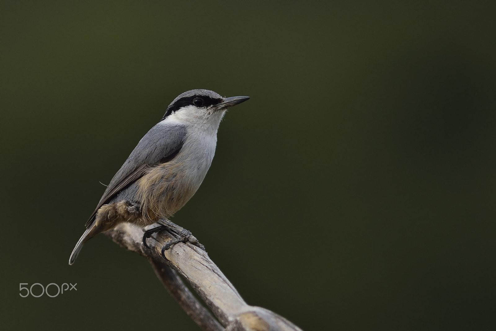 Nikon D7000 sample photo. Western rock nuthatch photography