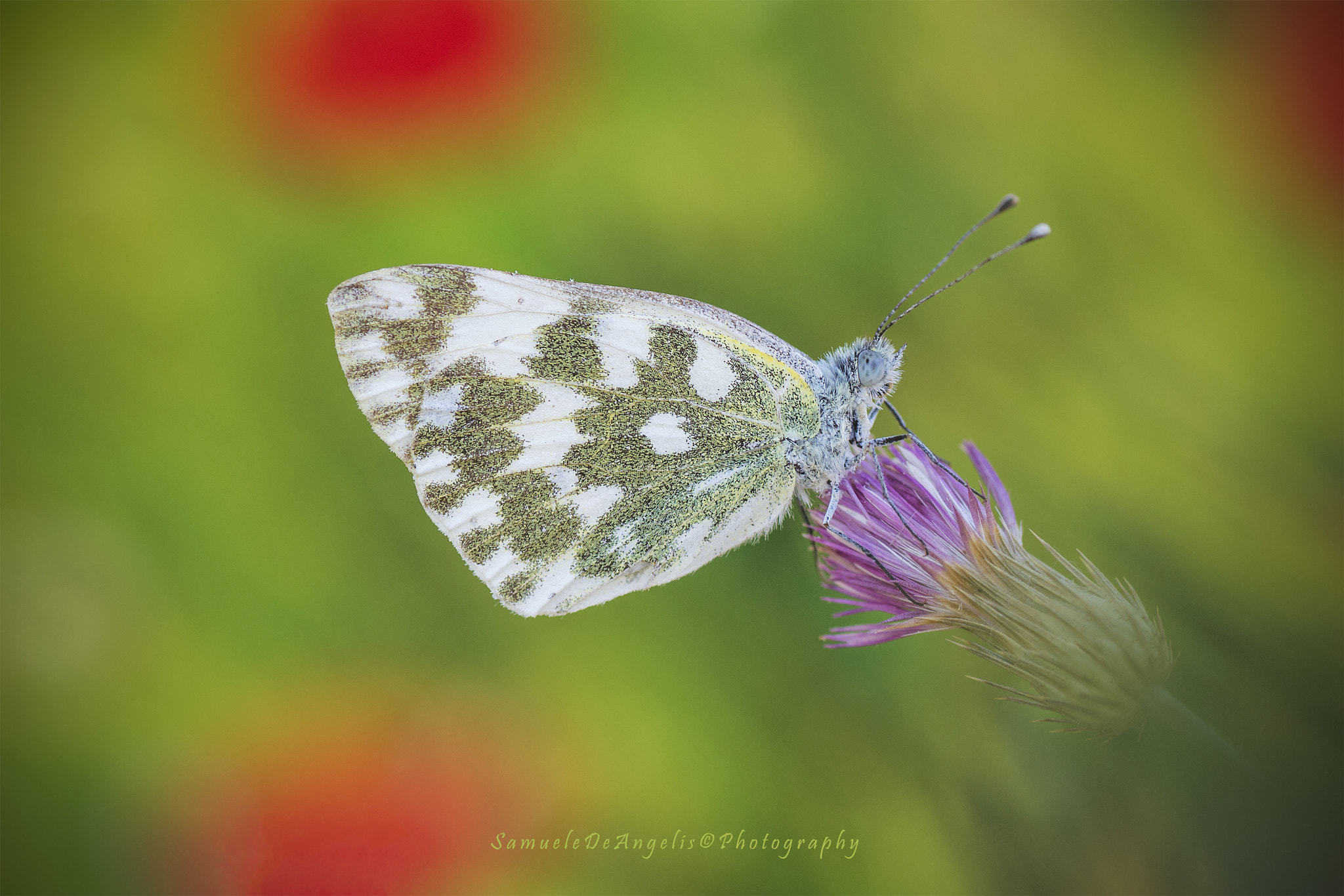 Nikon D3100 sample photo. Pontia edusa... photography
