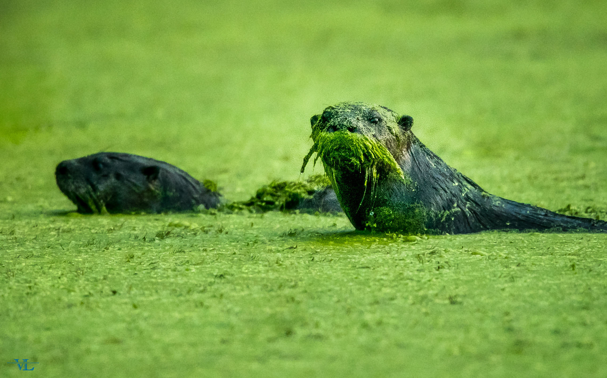 Canon EOS-1D X Mark II + Canon EF 600mm F4L IS USM sample photo. Otter photography