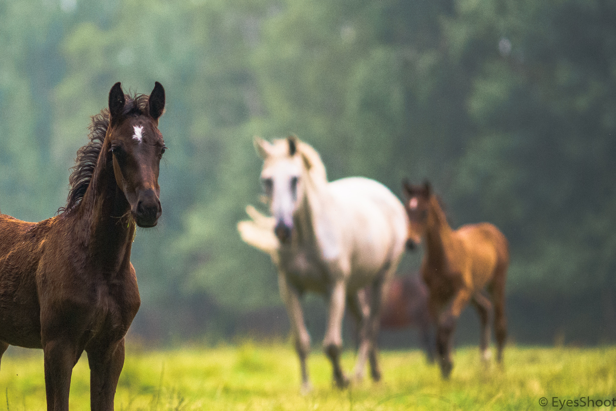 Sony a7 II + Canon EF 135mm F2L USM sample photo. Horse photography