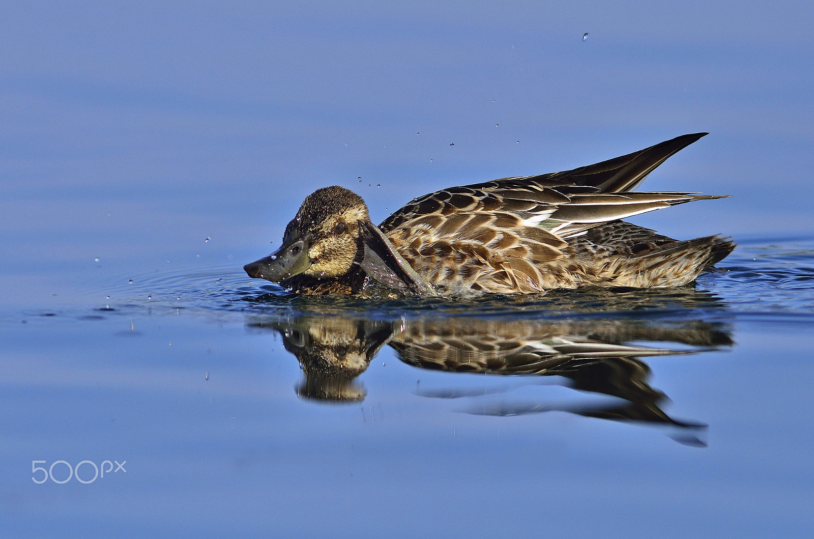 Nikon D7000 + Sigma 300mm F2.8 APO EX DG HSM sample photo. Scratch!!! photography