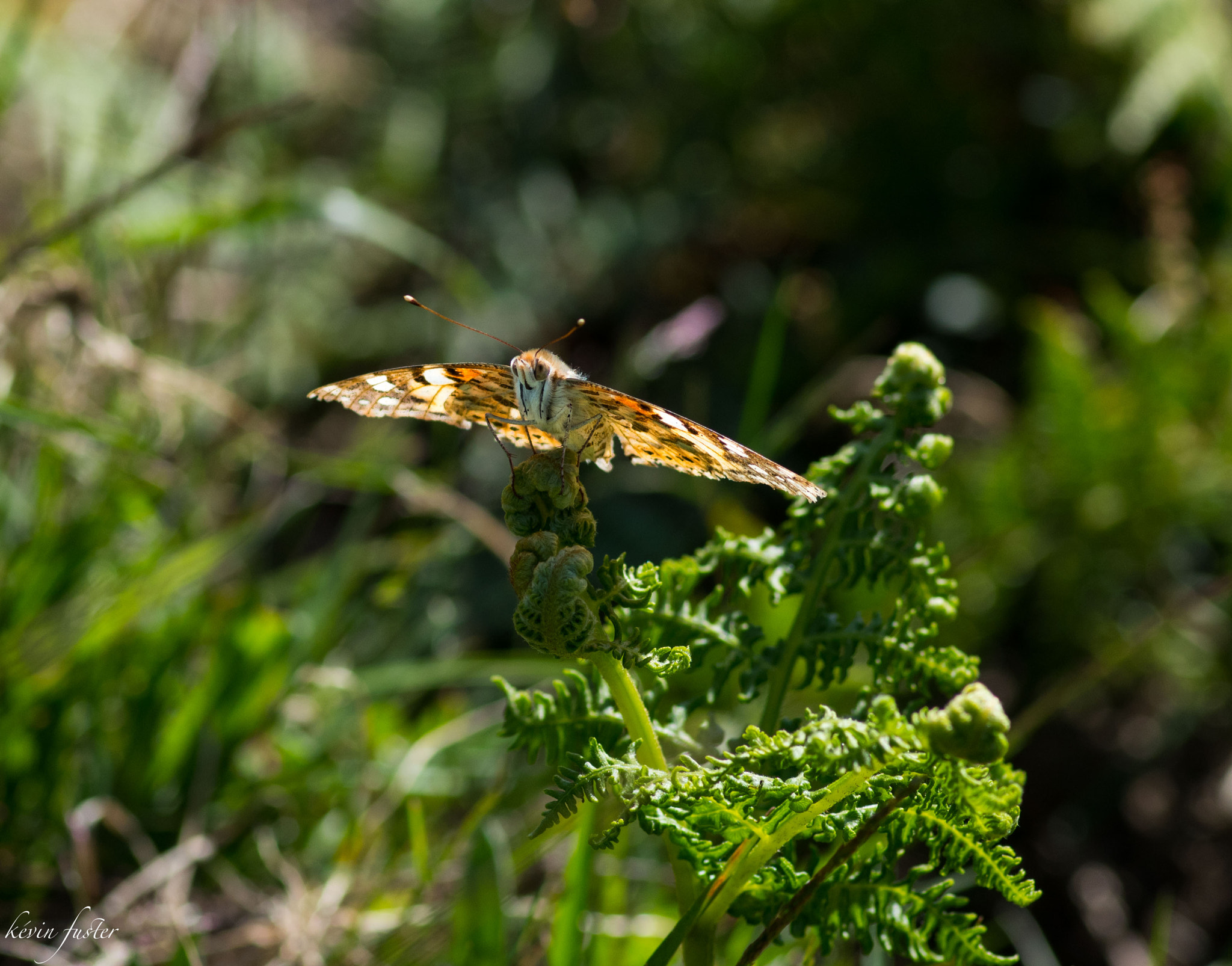 Pentax smc D-FA 100mm F2.8 Macro WR sample photo. Papillion photography