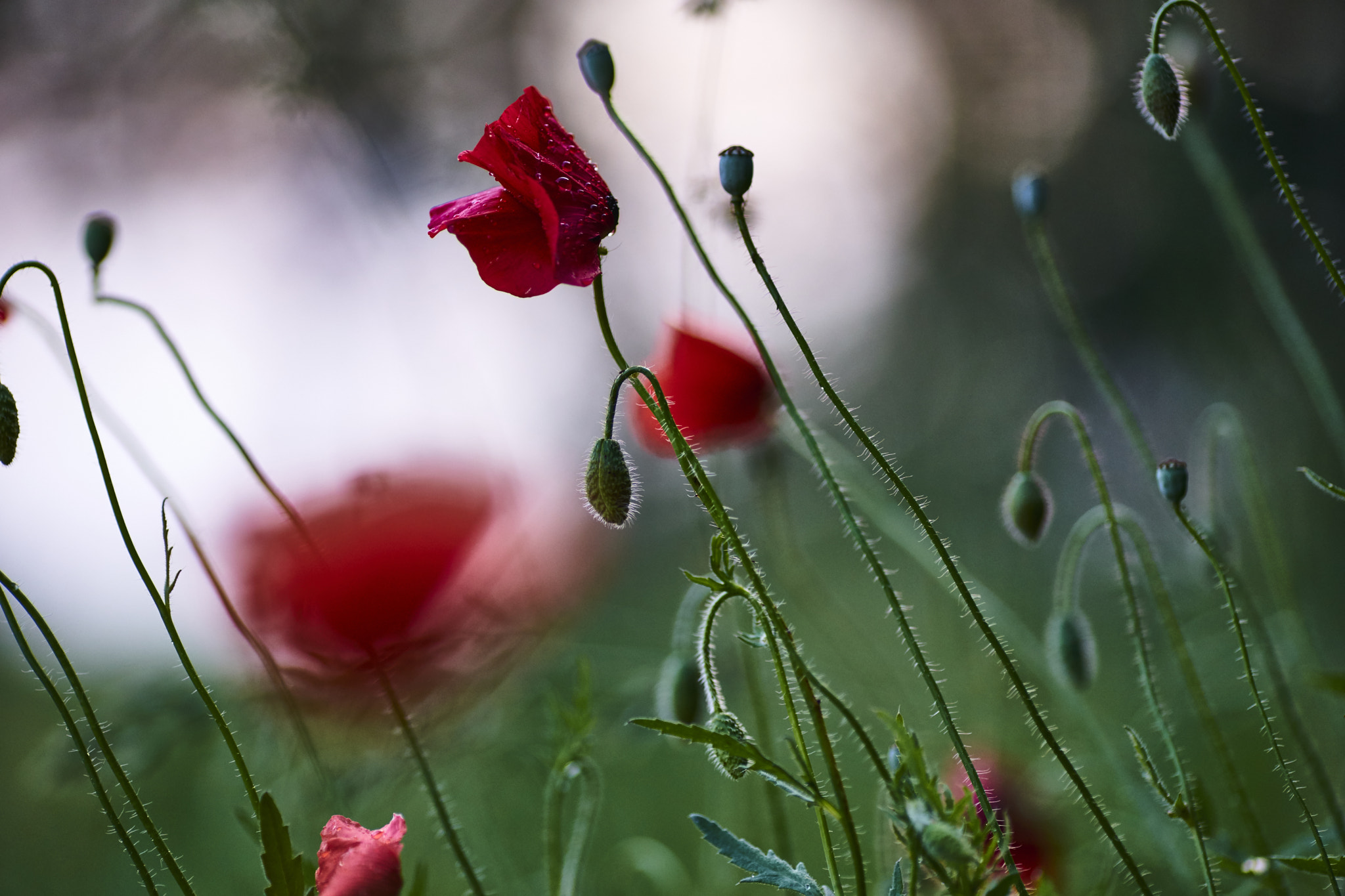 DT 135mm F2 SAM sample photo. Mohn photography