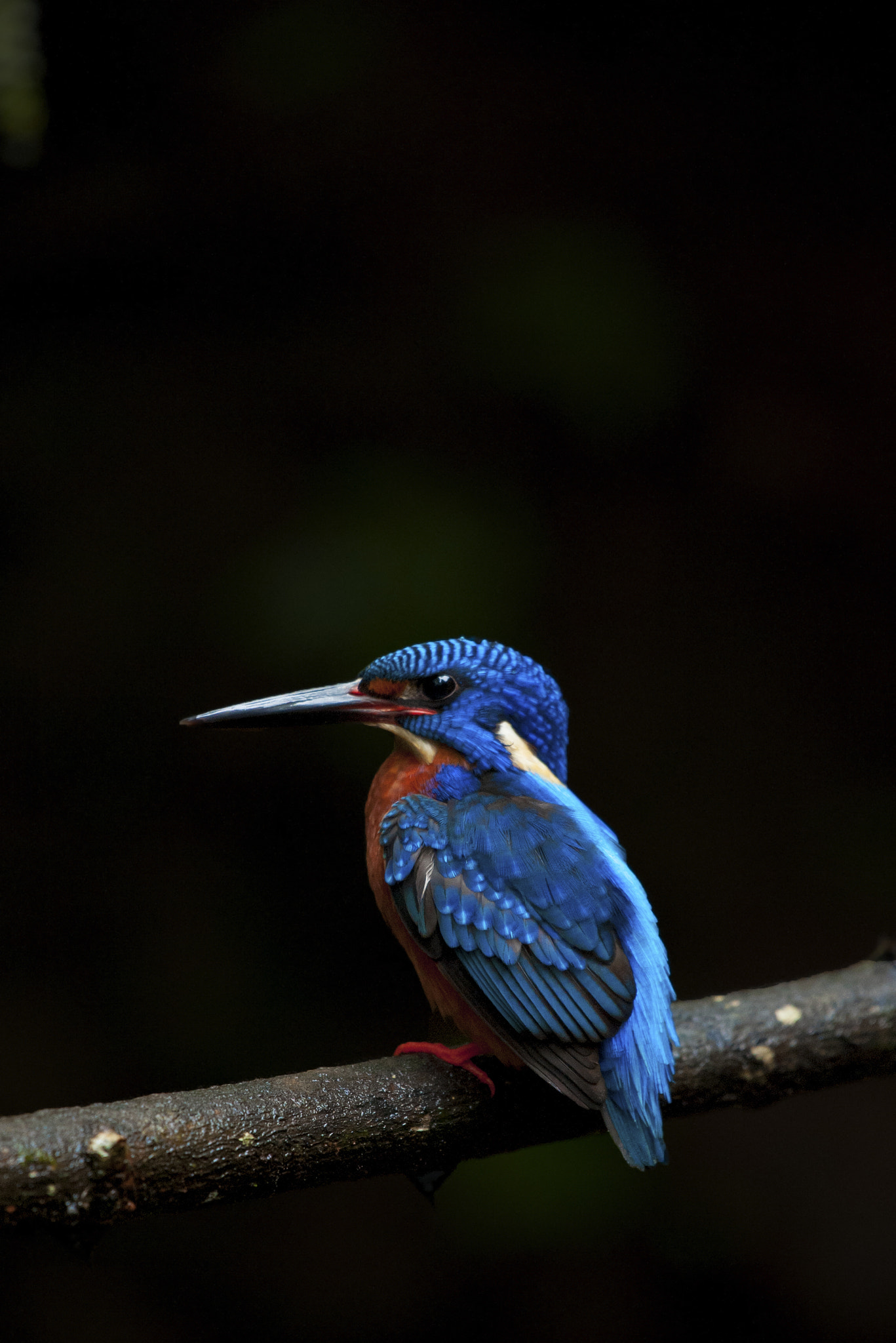 Nikon AF-S Nikkor 200-500mm F5.6E ED VR sample photo. Blue is the new colour photography