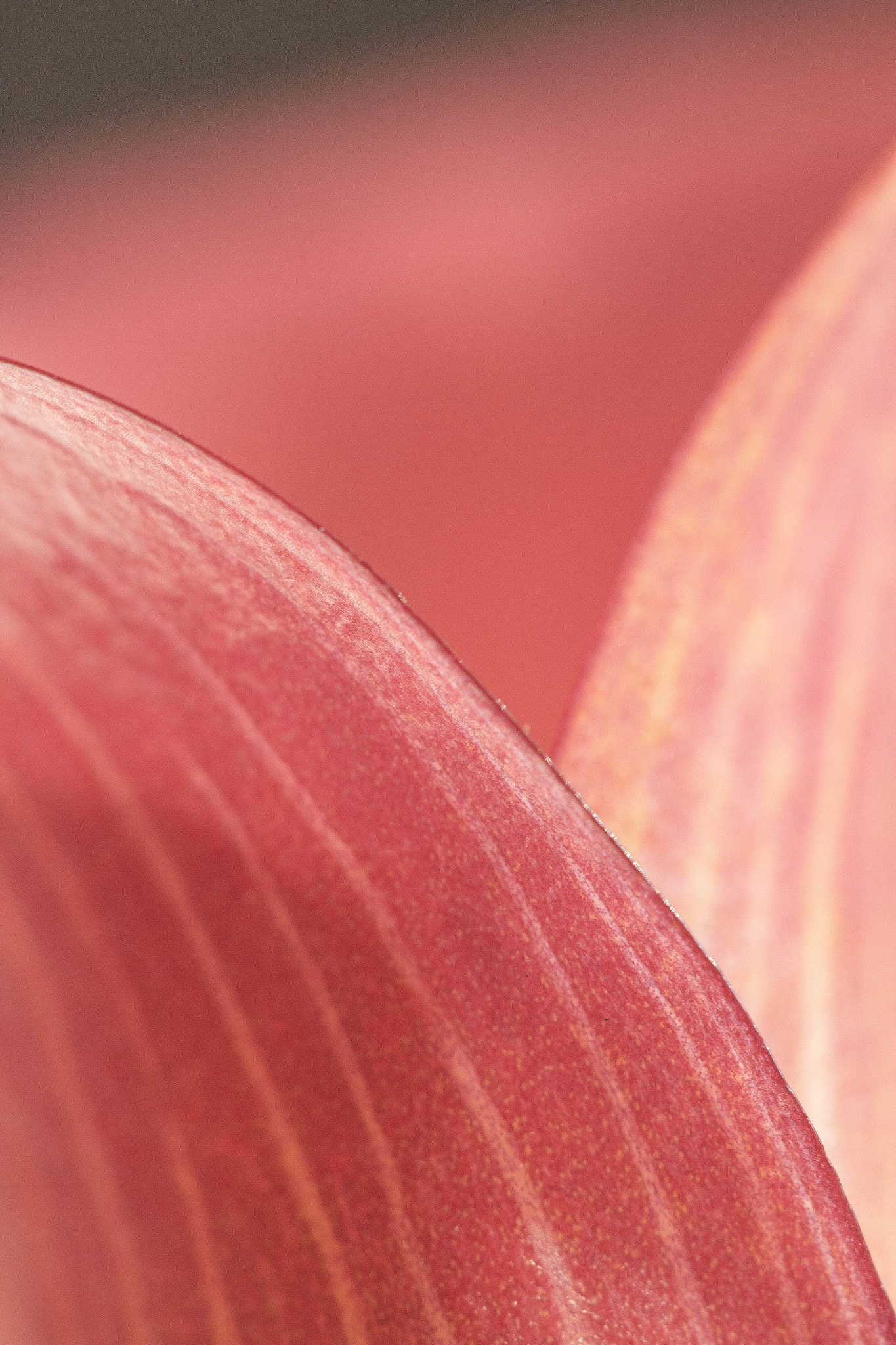Canon EF 100mm F2.8 Macro USM sample photo. Peaks photography