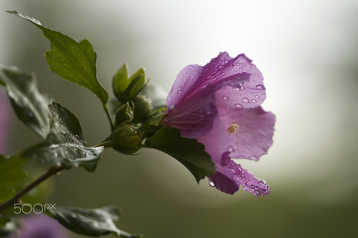 Sigma APO Macro 150mm f/2.8 EX DG HSM sample photo. Rain and tears photography