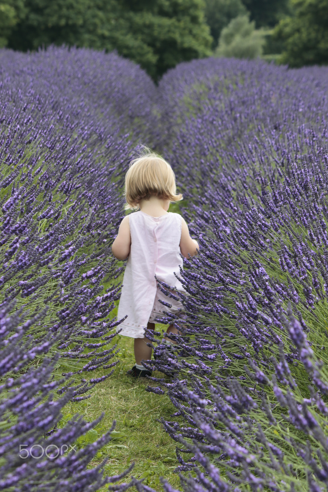 Canon EF-S 55-250mm F4-5.6 IS sample photo. My little woman lost in the lavender fields photography