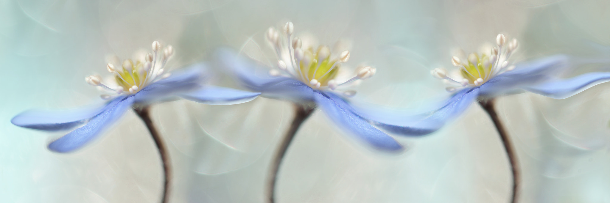 Nikon AF-S Micro-Nikkor 60mm F2.8G ED sample photo. Dancing anemones photography