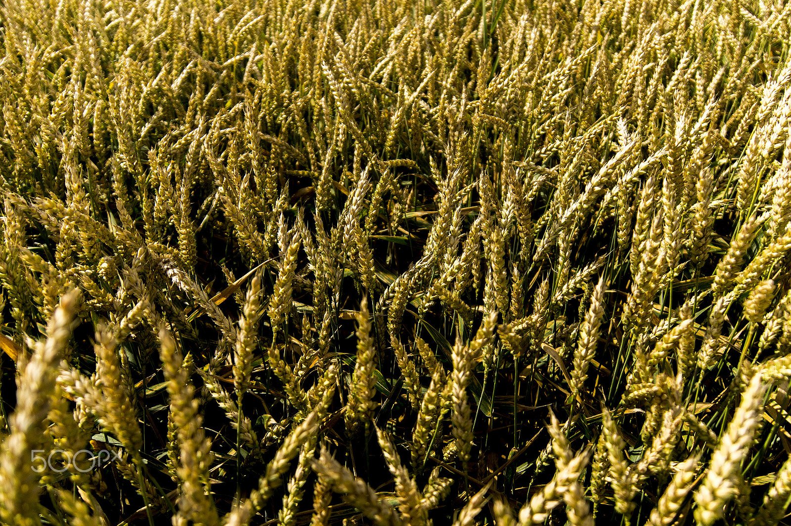 Tamron 18-270mm F3.5-6.3 Di II PZD sample photo. Cornfield. photography