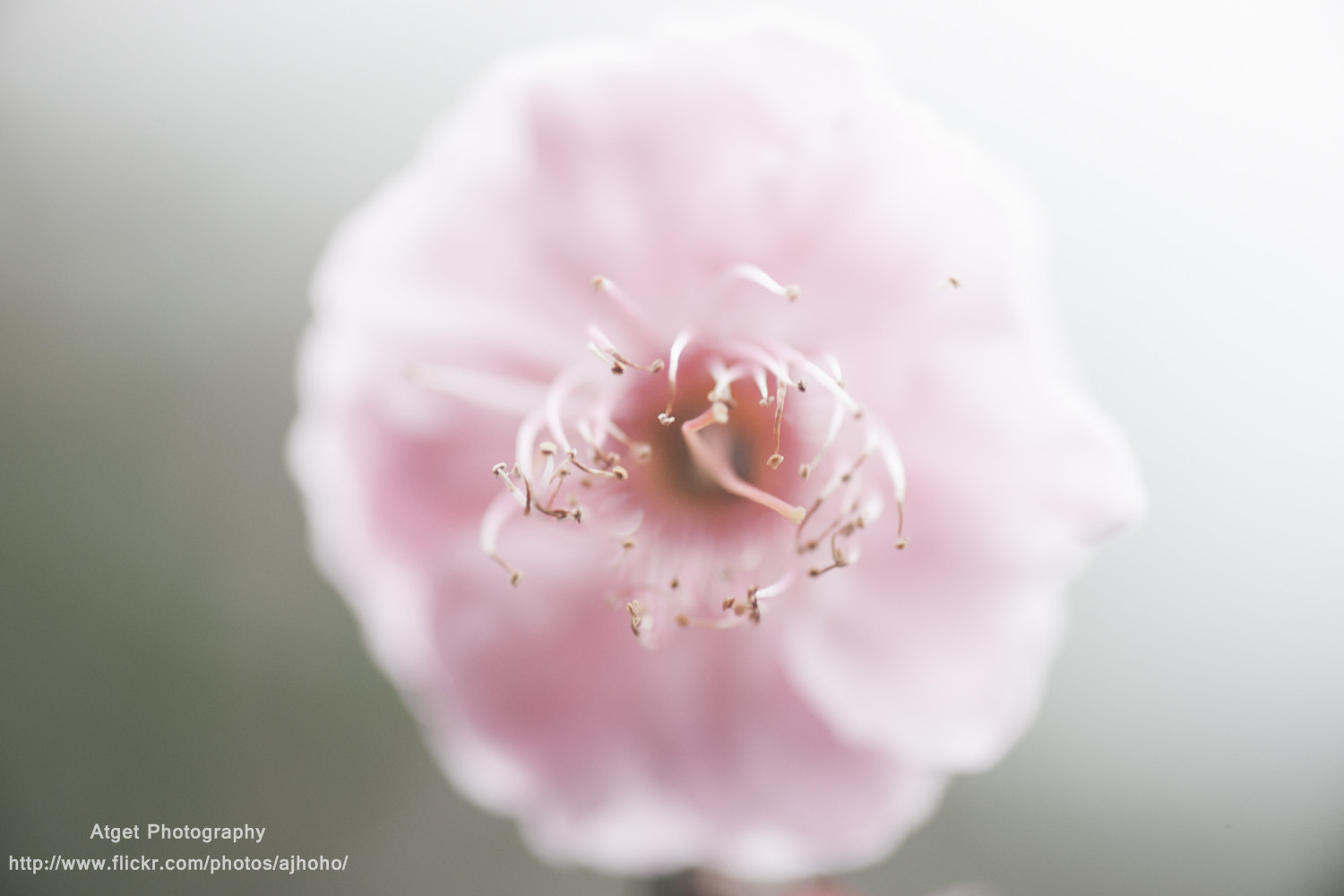 Sony 100mm F2.8 Macro sample photo. Flower photography