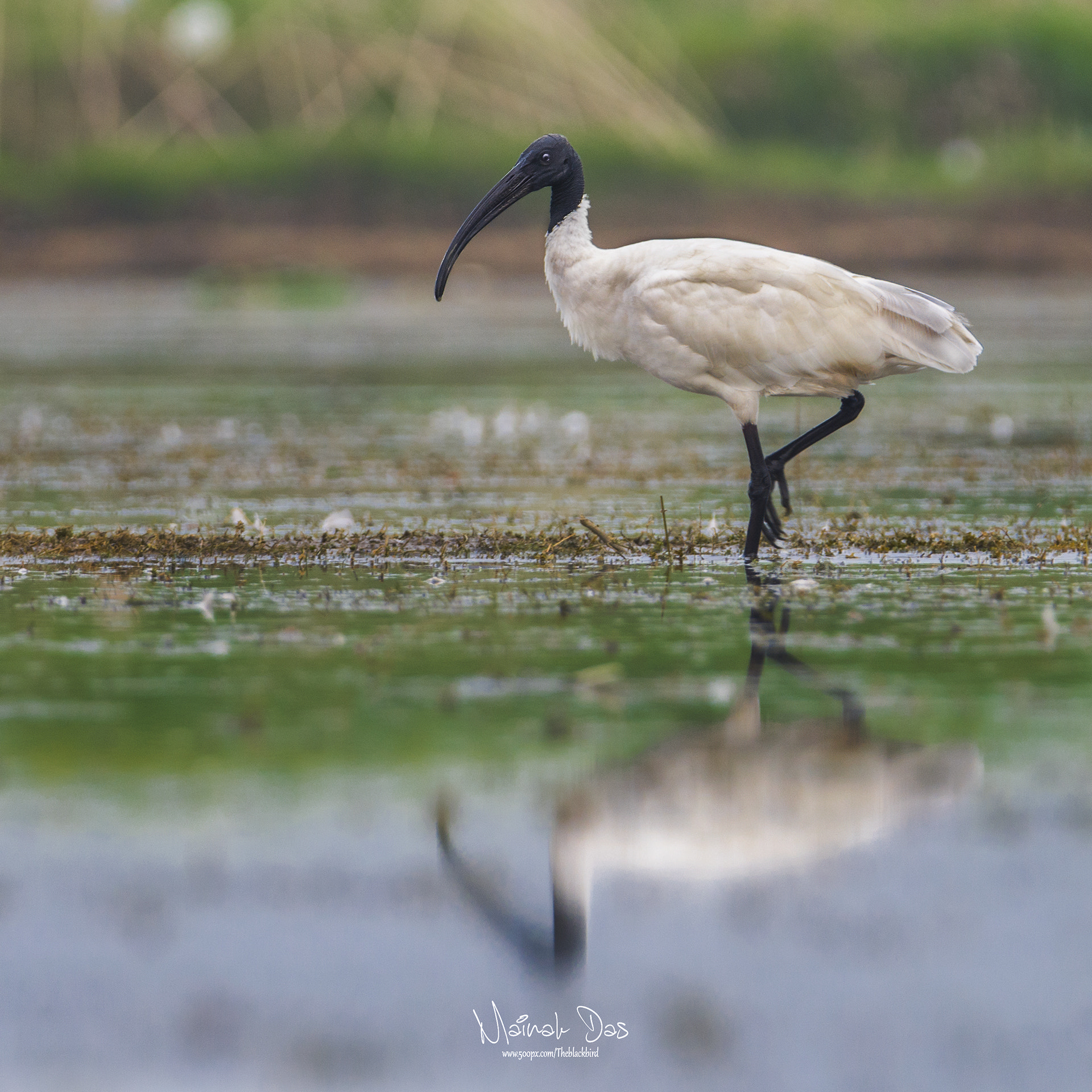 Nikon D5100 + Tamron SP 150-600mm F5-6.3 Di VC USD sample photo. Oriental ibis photography