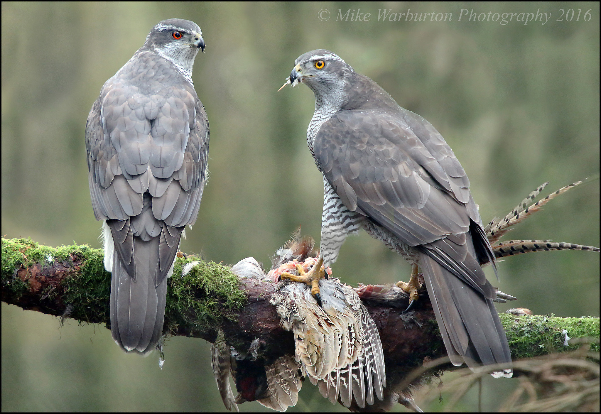 Sigma 50-500mm f/4-6.3 APO HSM EX sample photo. Goshawk pair photography