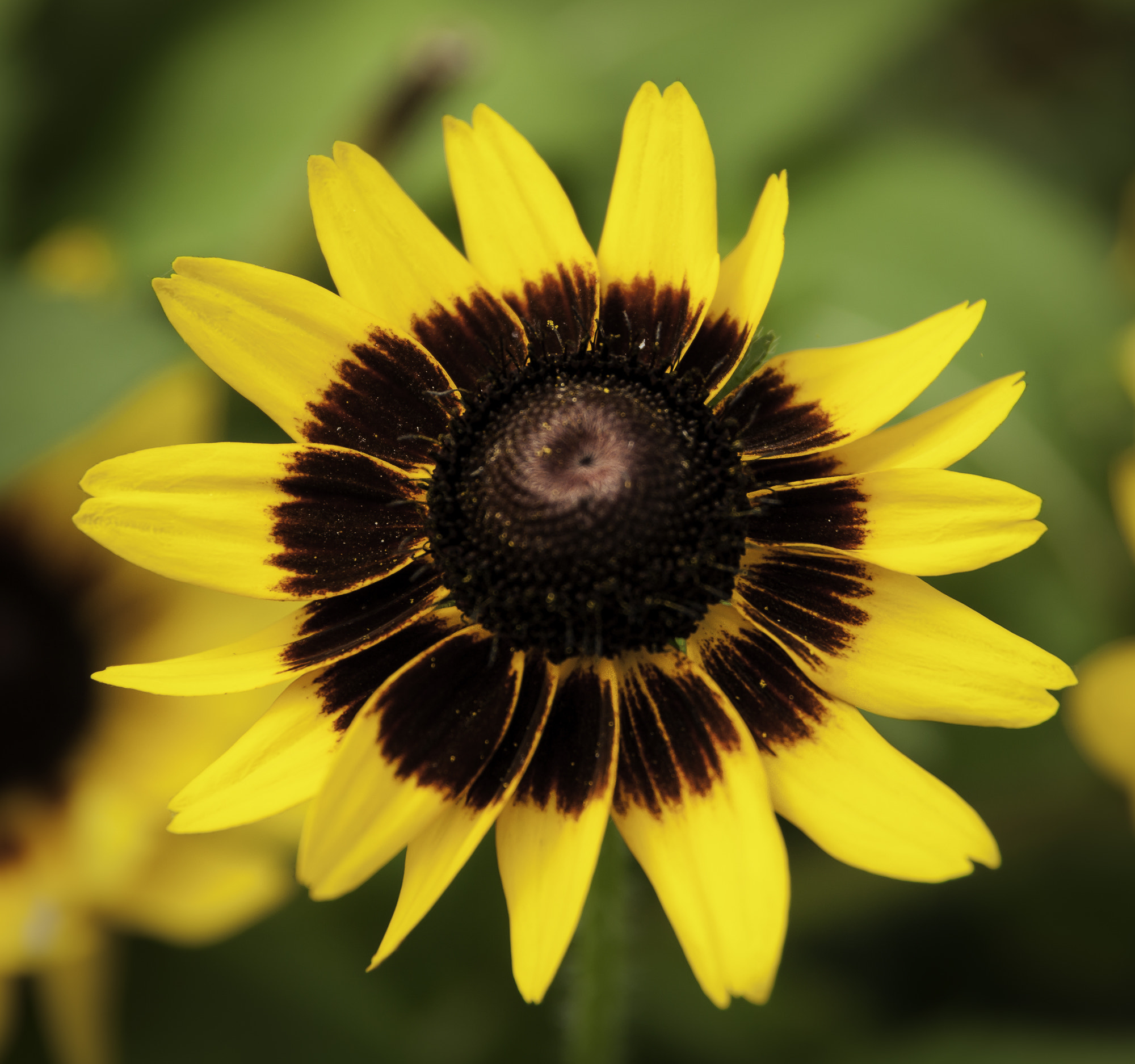Pentax K20D sample photo. Stream hill gardens photography