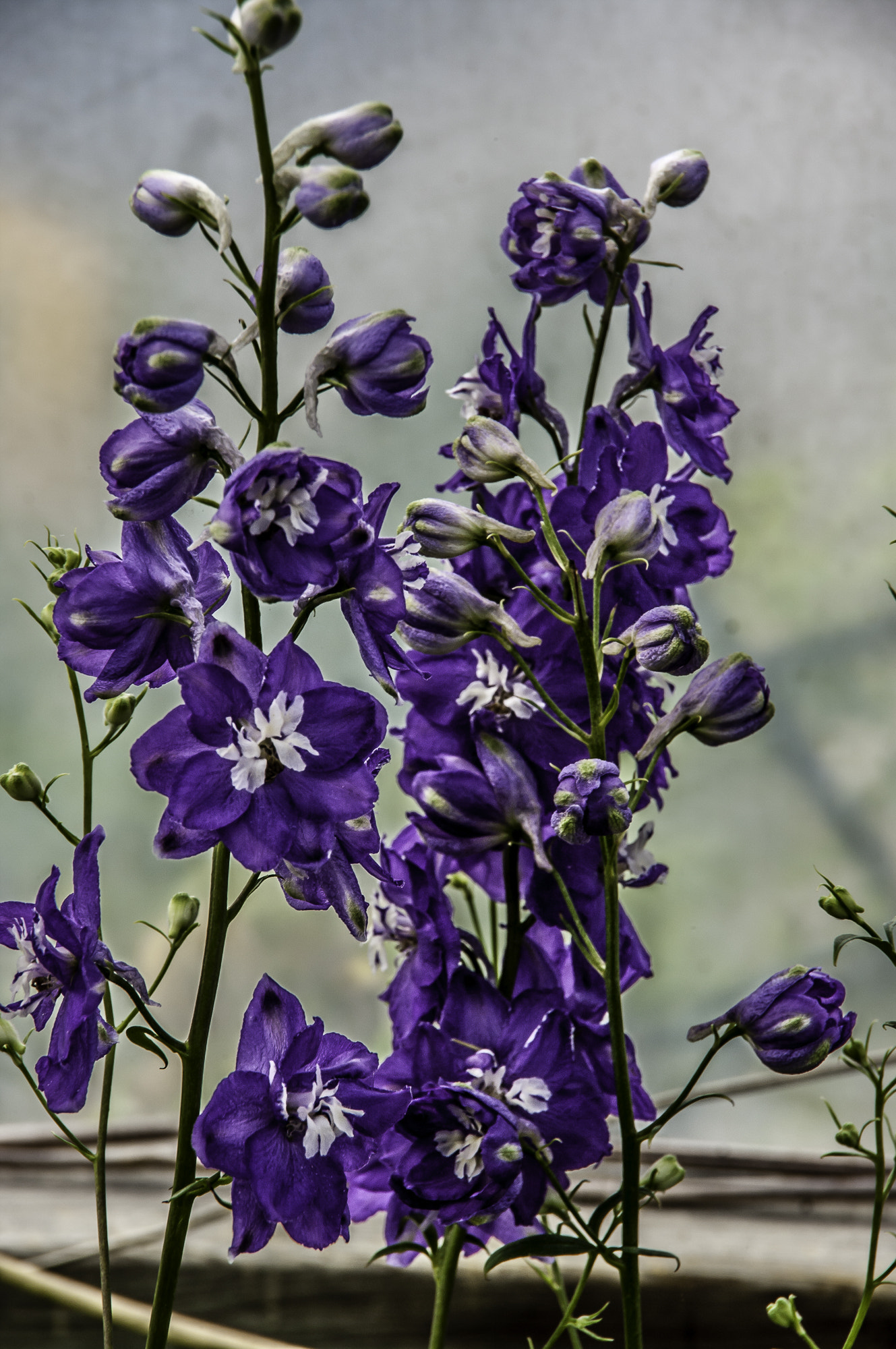 Pentax K20D sample photo. Stream hill gardens photography