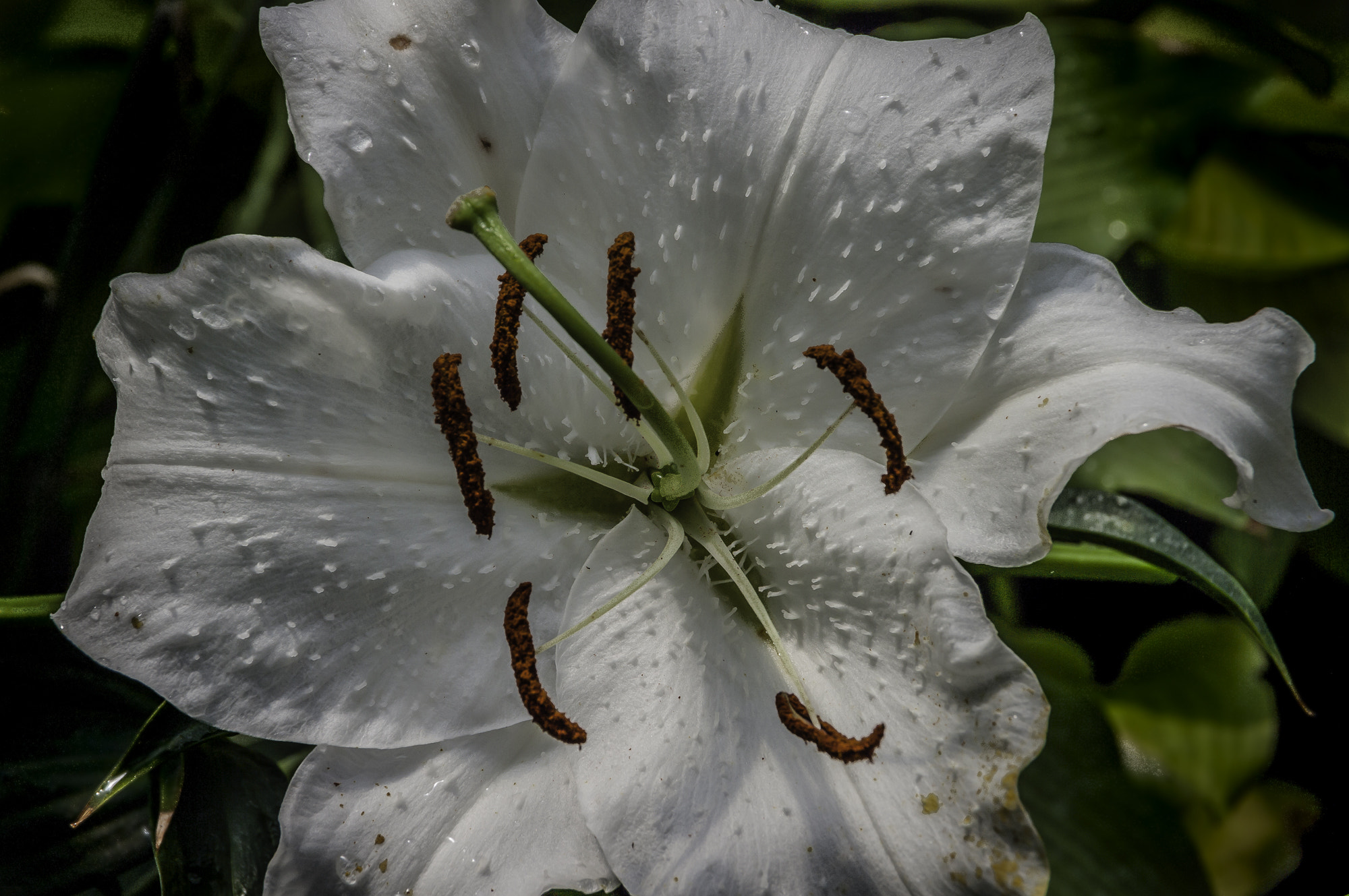 Pentax K20D sample photo. Stream hill gardens photography