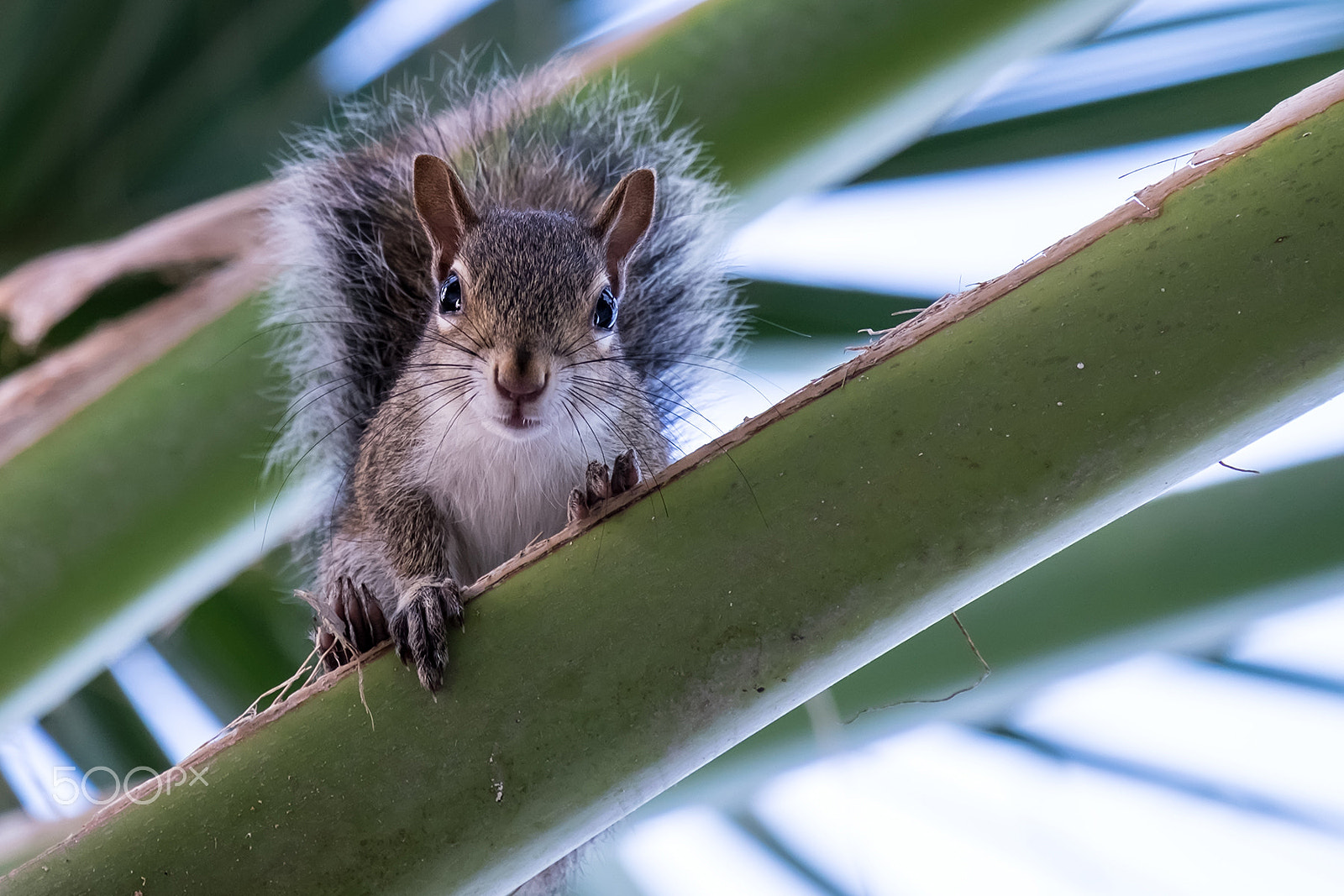 Fujifilm X-E2 + Fujifilm XC 50-230mm F4.5-6.7 OIS sample photo. Young squirrel on palm frond photography