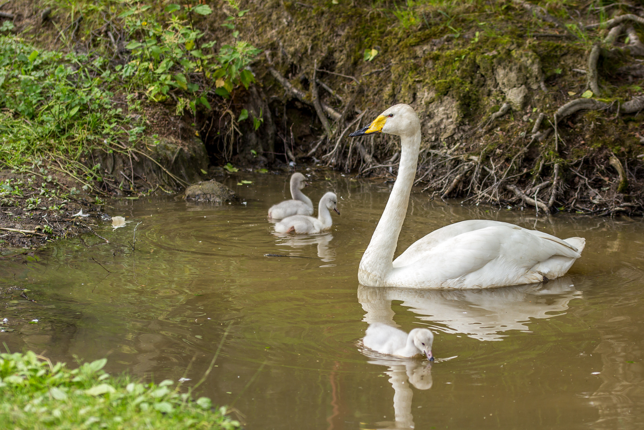 Canon EOS 60D + Sigma 105mm F2.8 EX DG OS HSM sample photo. Swan and cygnets photography