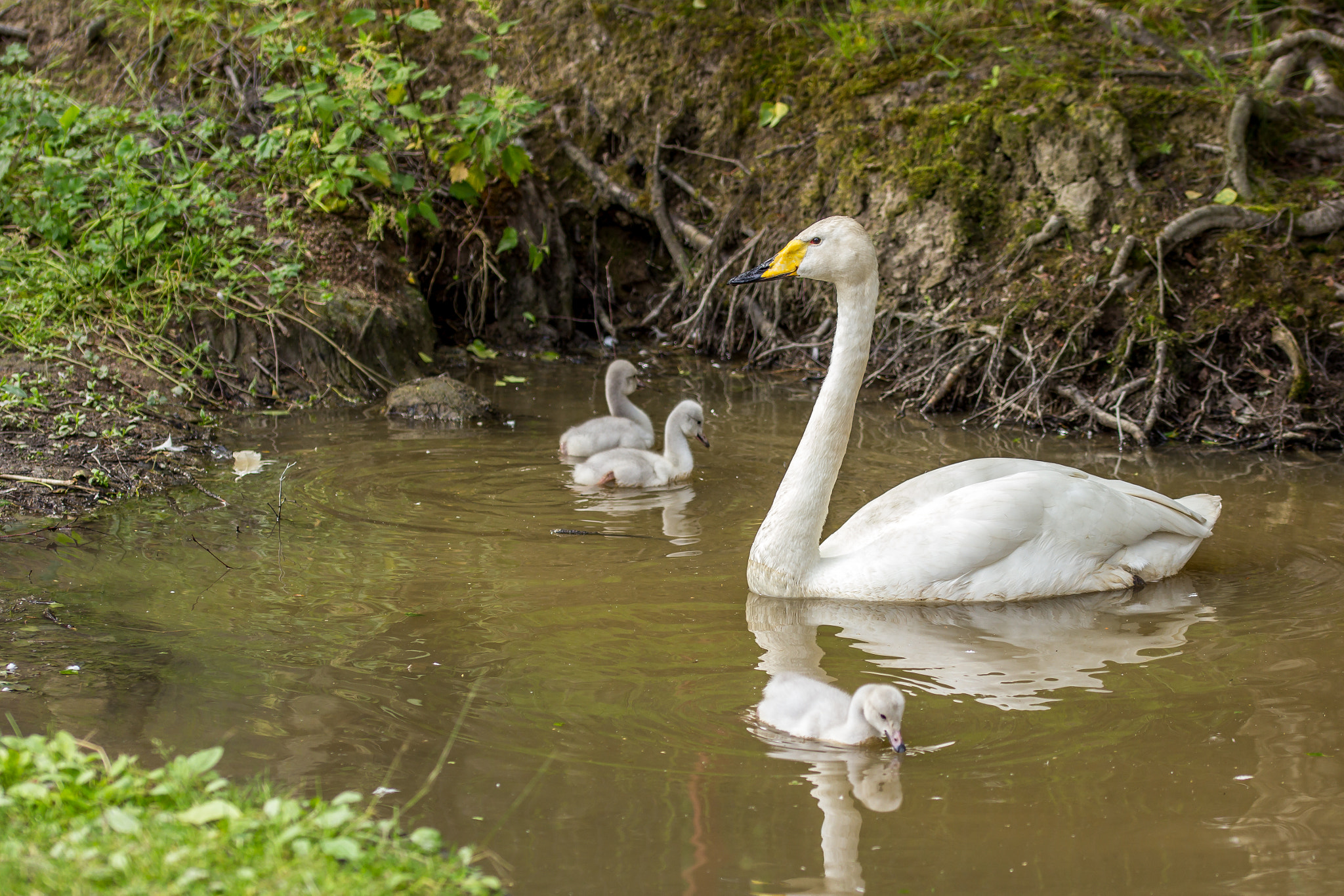 Sigma 105mm F2.8 EX DG OS HSM sample photo. Swan and cygnets photography