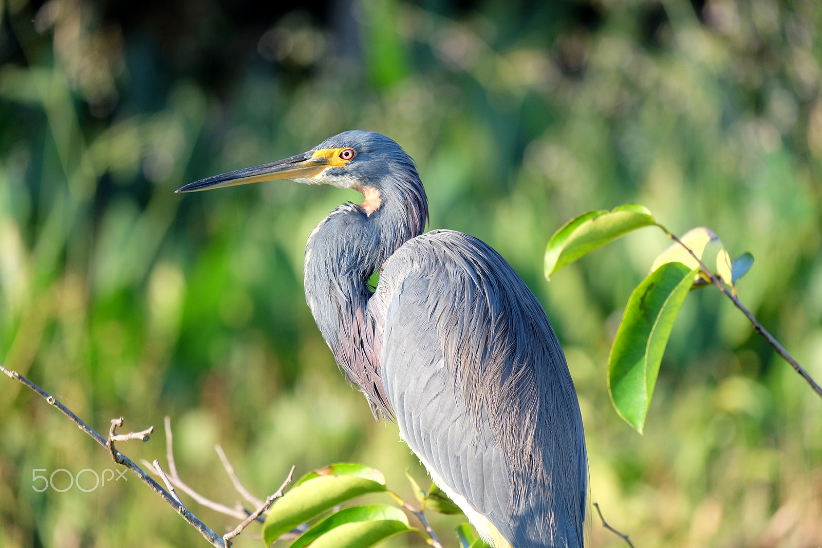 Fujifilm X-E2 + Fujifilm XC 50-230mm F4.5-6.7 OIS sample photo. Tricolored heron in tree in profile photography