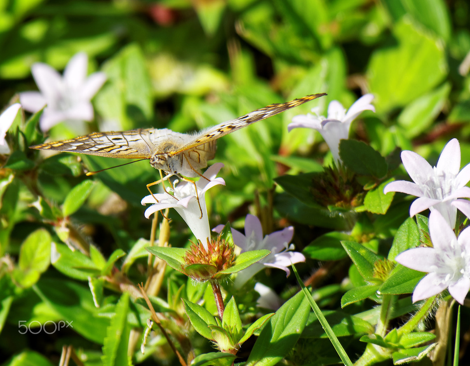 Olympus OM-D E-M10 sample photo. White peacock butterfly on wildflower photography