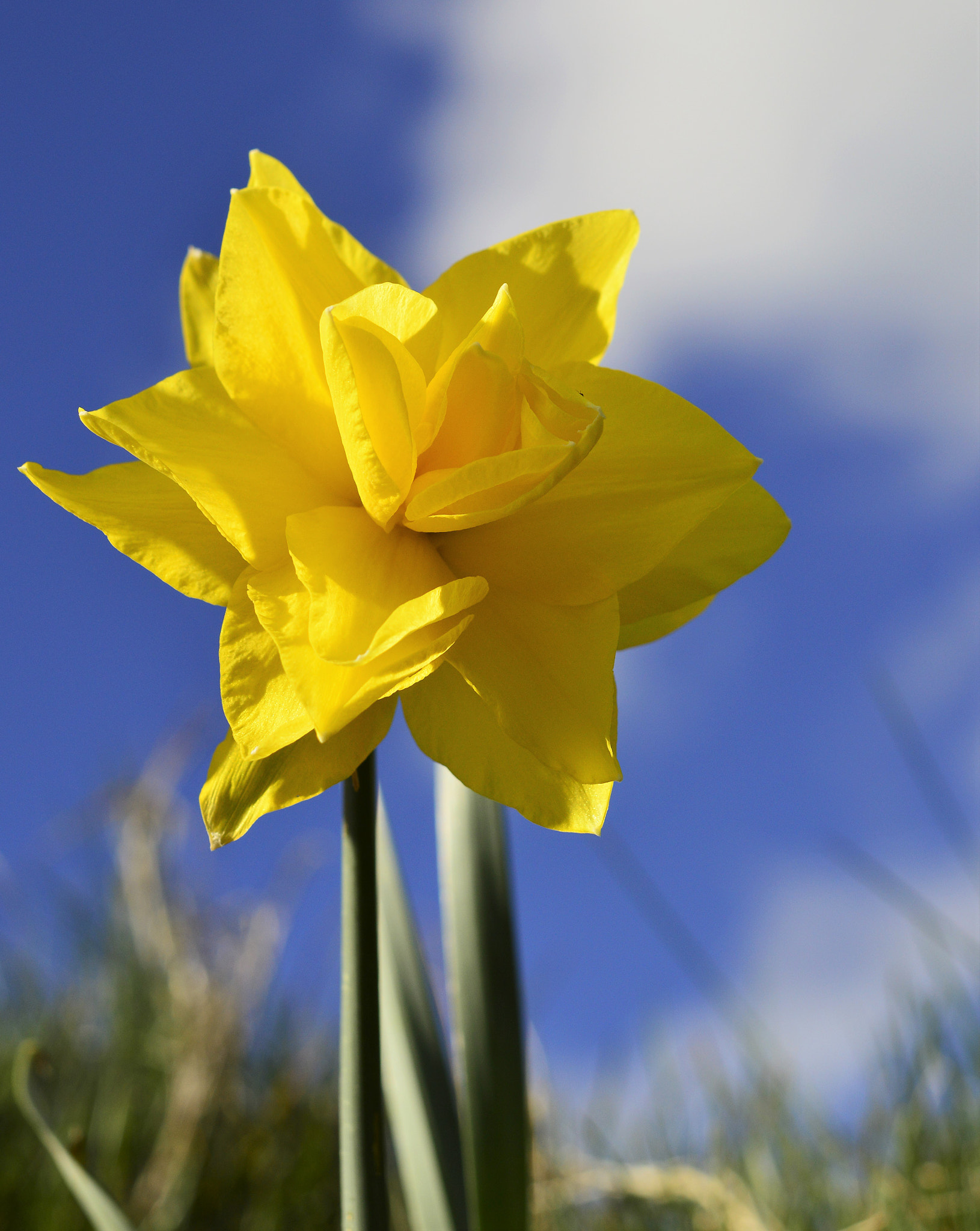 Nikon D3200 + Sigma 50mm F1.4 EX DG HSM sample photo. Fancy daffodil photography