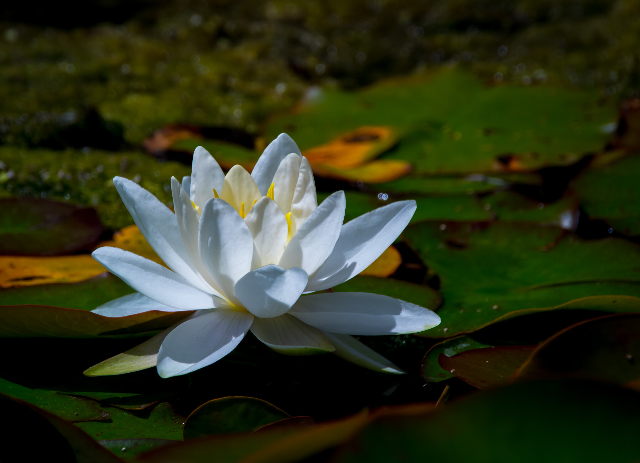 Sigma 18-250mm F3.5-6.3 DC Macro OS HSM sample photo. Glow lily photography