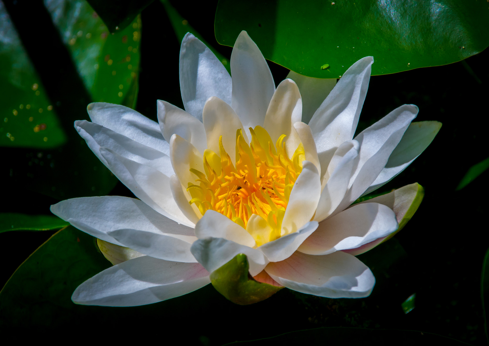 Sigma 18-250mm F3.5-6.3 DC Macro OS HSM sample photo. Jewel photography
