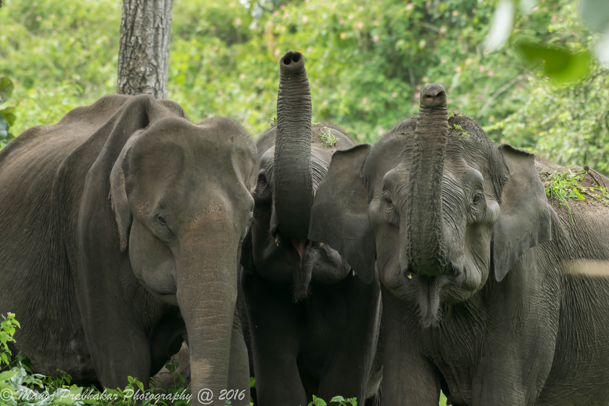 Nikon AF-S Nikkor 200-500mm F5.6E ED VR sample photo. Three elephant brothers photography