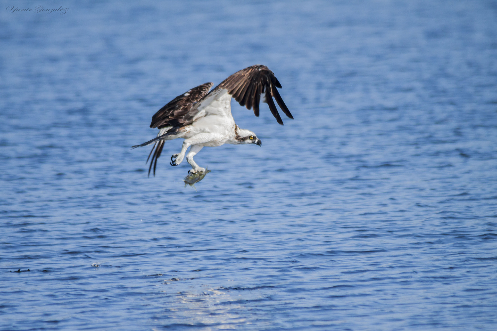 Canon EF 70-200mm F2.8L USM sample photo. Osprey with meal photography