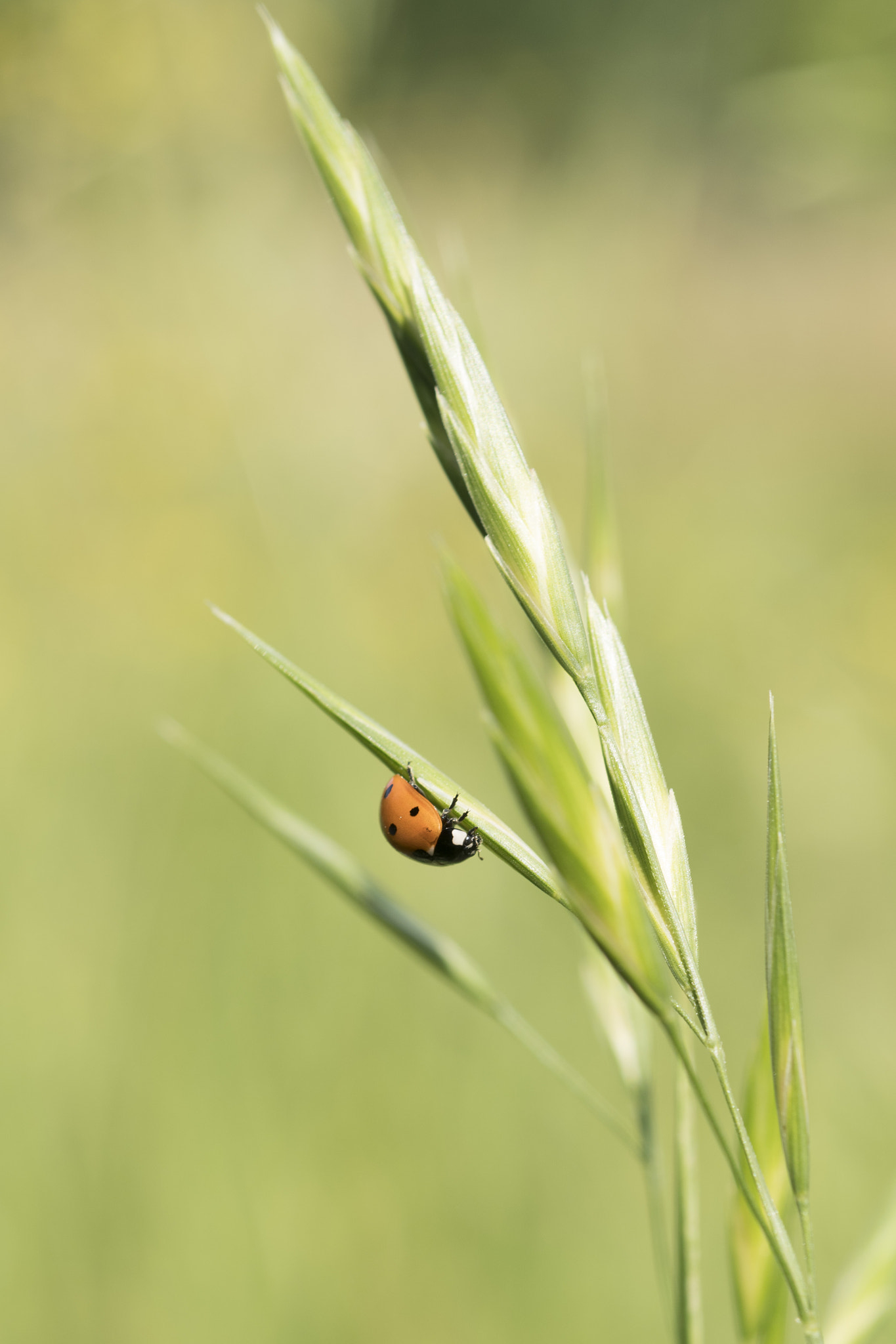 Nikon D500 + Nikon AF Micro-Nikkor 60mm F2.8D sample photo. Coccinella photography