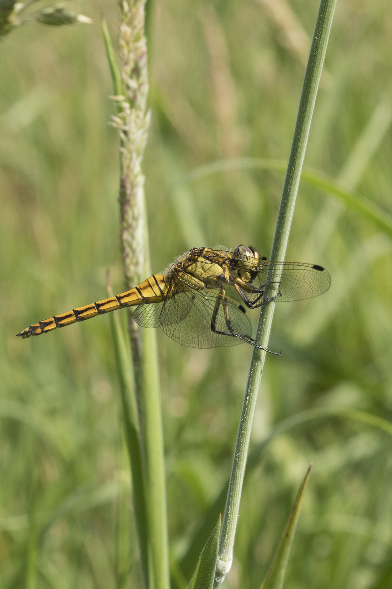 Nikon D500 + Nikon AF Micro-Nikkor 60mm F2.8D sample photo. Libellula photography