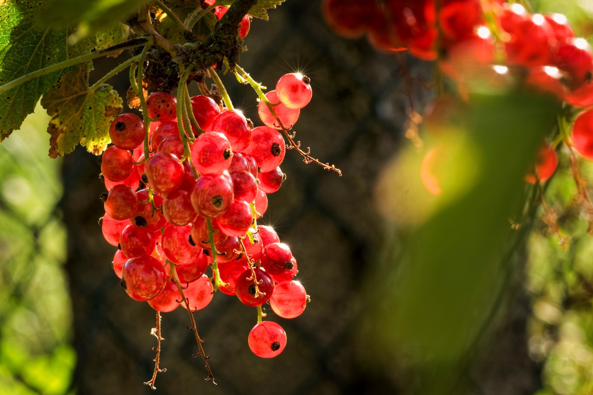 Sony SLT-A77 sample photo. Hm lecker photography