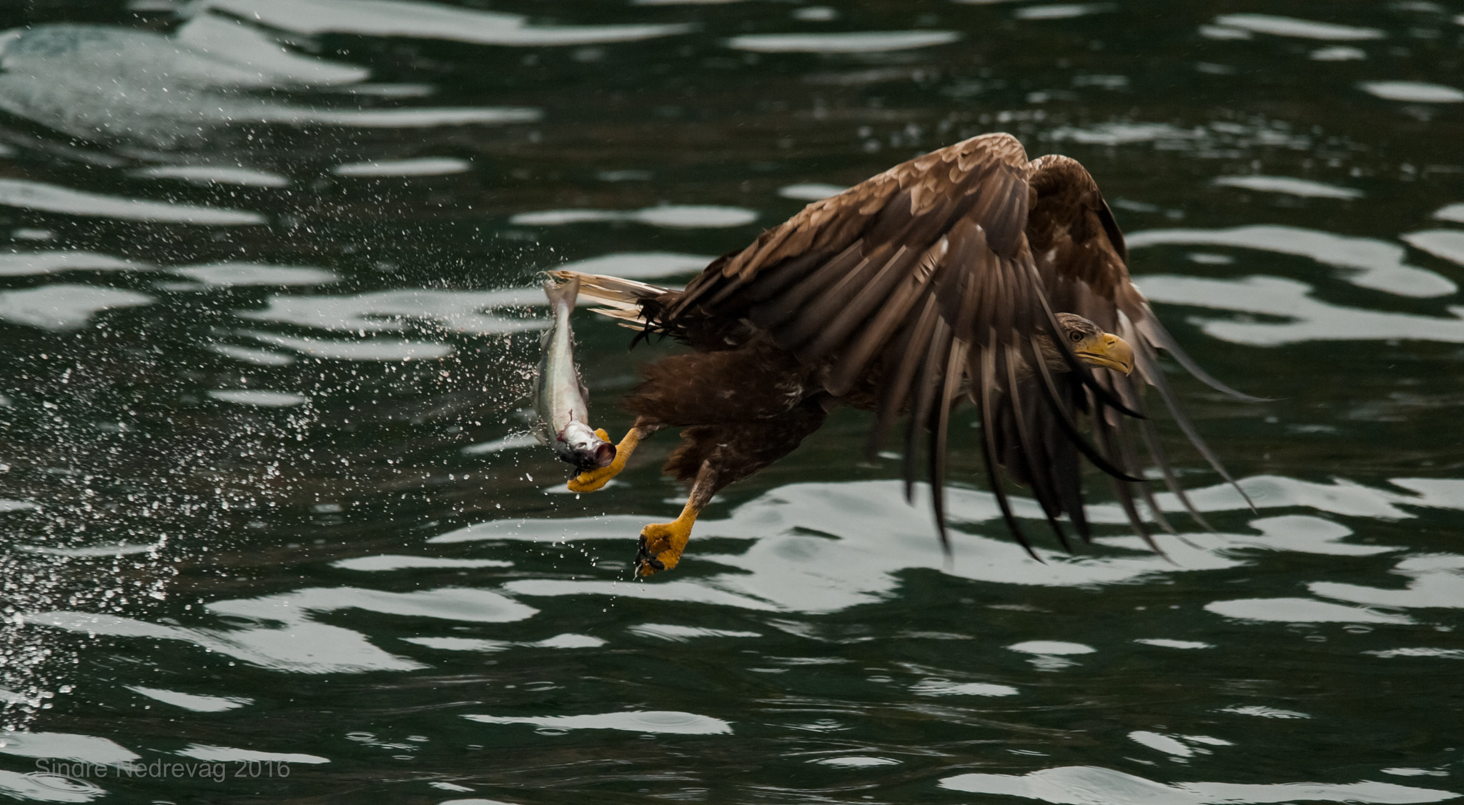 Sigma 150-500mm F5-6.3 DG OS HSM sample photo. Sea eagle`s dinner photography