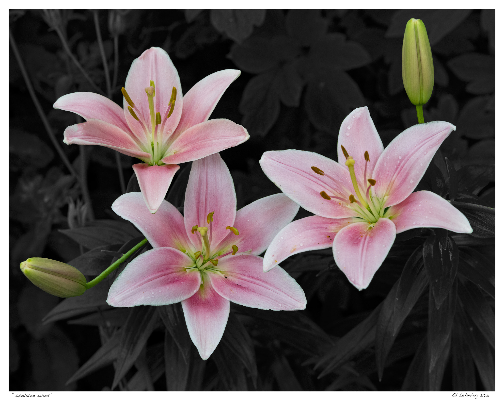 Tamron SP 70-200mm F2.8 Di VC USD sample photo. Isolated lilies photography