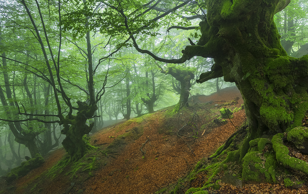 Sigma 70-200mm F2.8 EX DG Macro HSM II sample photo. Forest guardians photography
