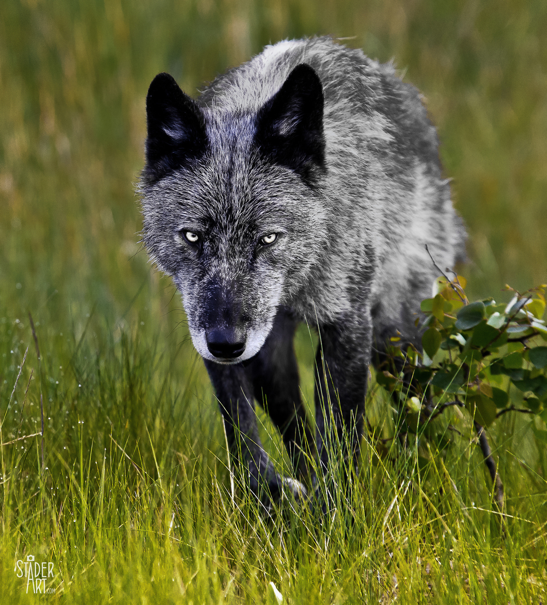 Canon EF 300mm F2.8L IS USM sample photo. Gray wolf - intense eyes photography