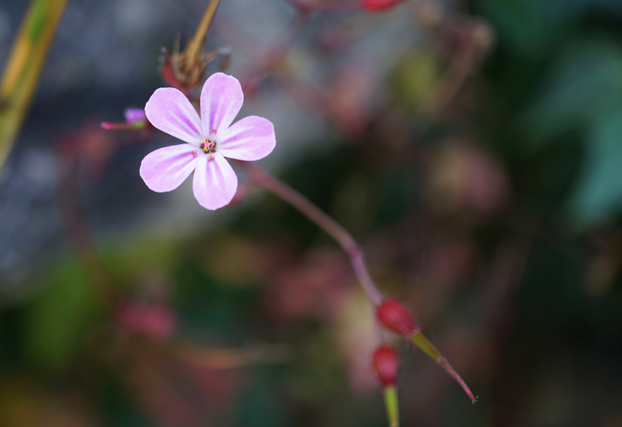 Sony E 30mm F3.5 sample photo. Tinypurple.jpg photography