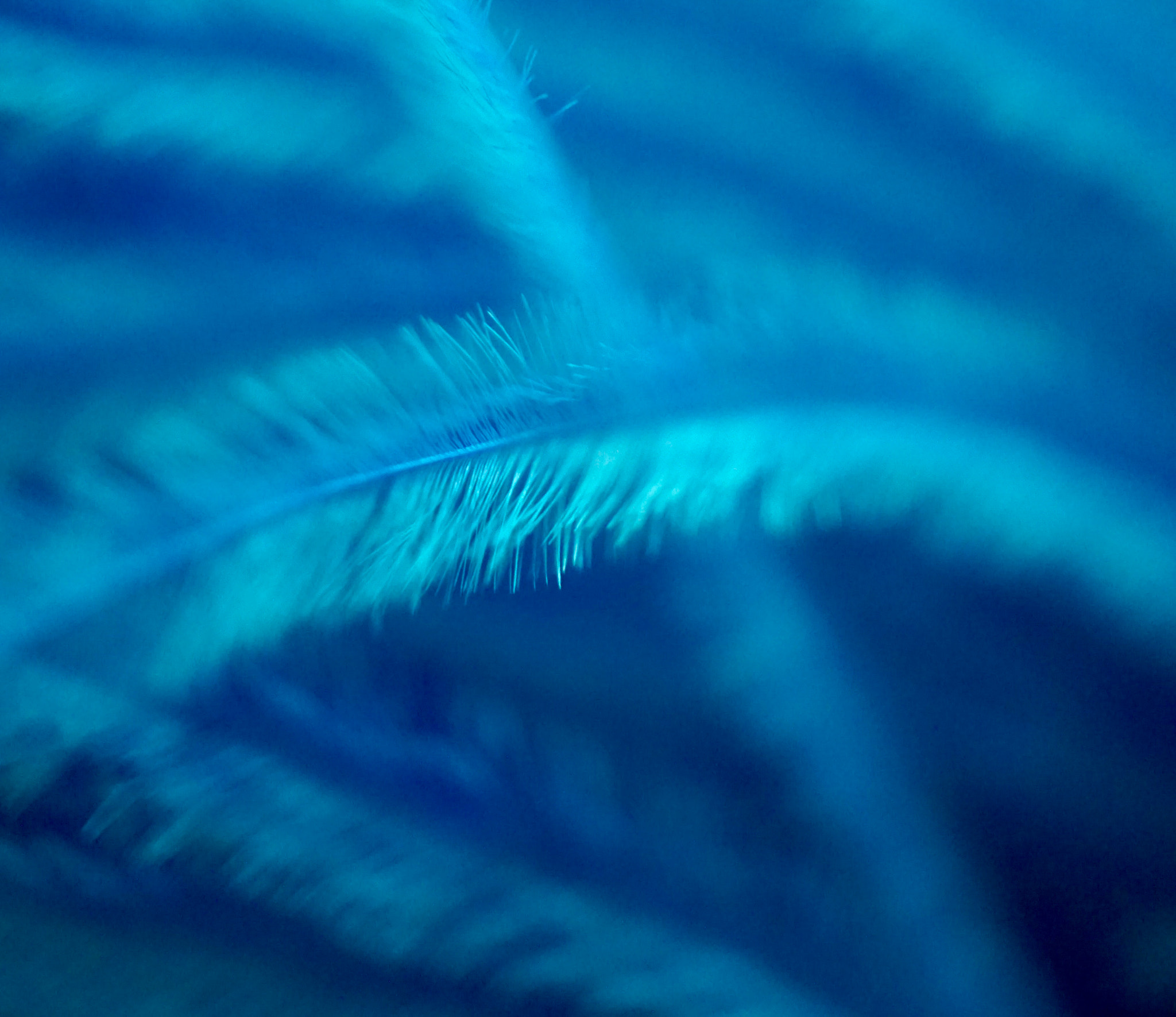 Sony a6000 + Sony E 30mm F3.5 sample photo. Feathers.jpg photography