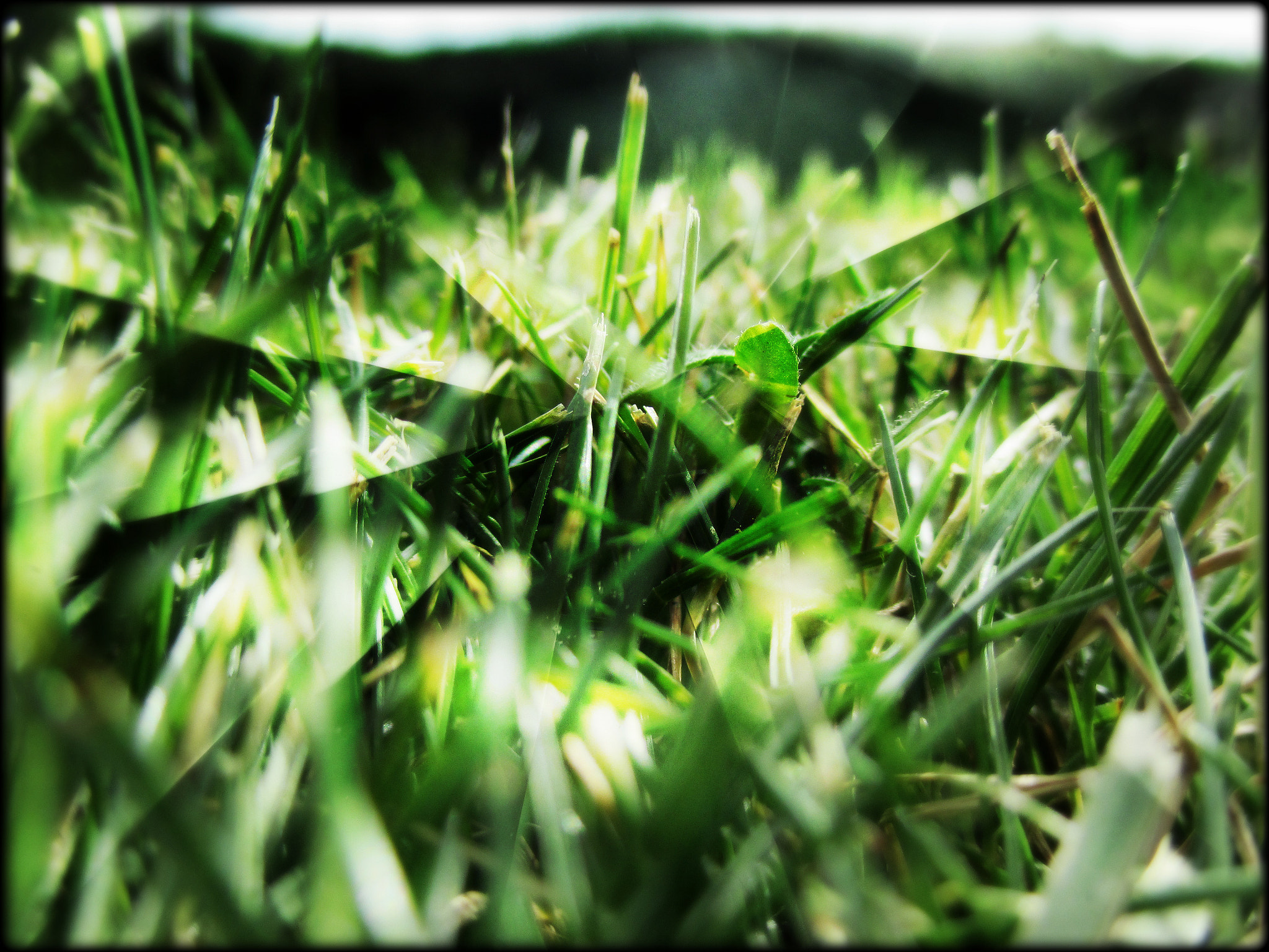 Canon PowerShot ELPH 130 IS (IXUS 140 / IXY 110F) sample photo. Crossed photography