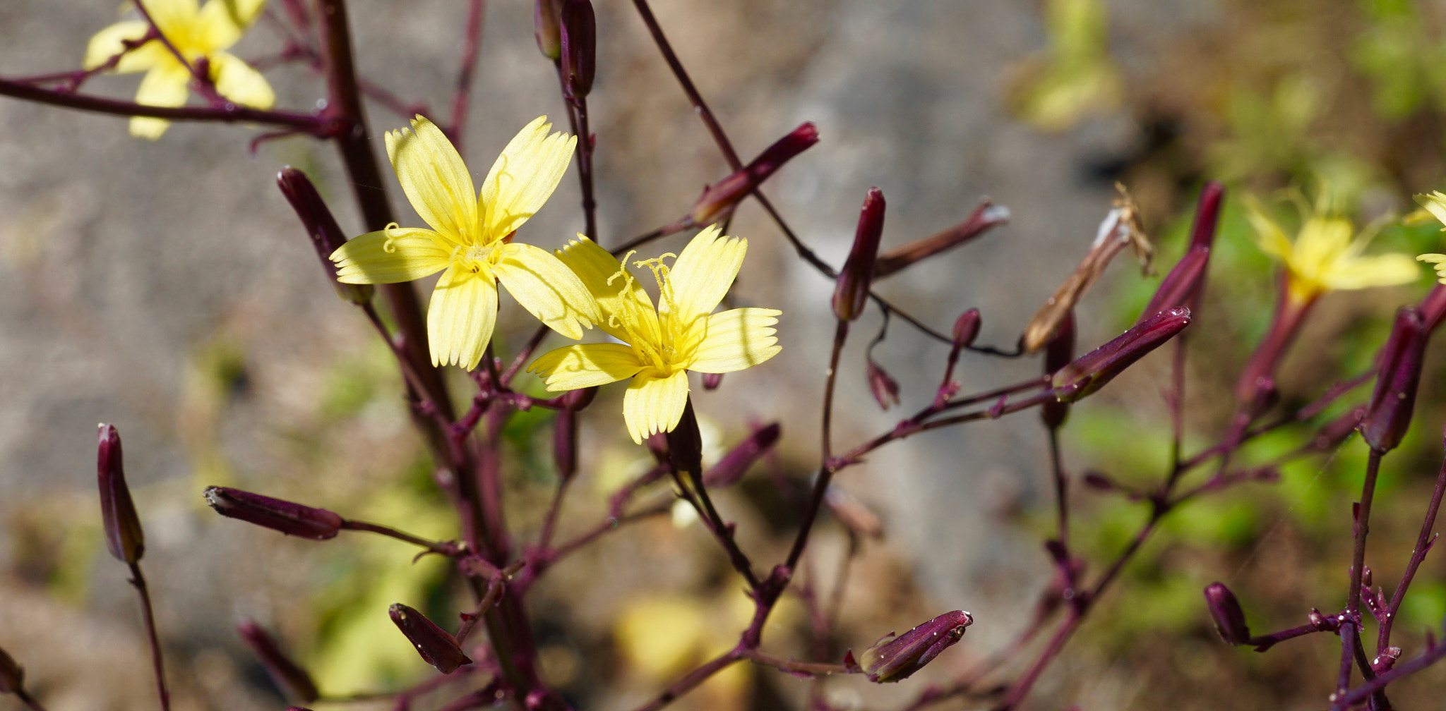 Sony a6000 + Sony E 30mm F3.5 sample photo. Tinyyellow.jpg photography