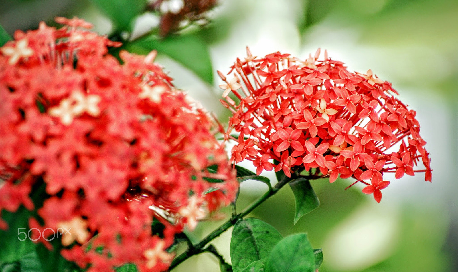 Sony Alpha DSLR-A200 + Tamron Lens (255) sample photo. Illusion photography