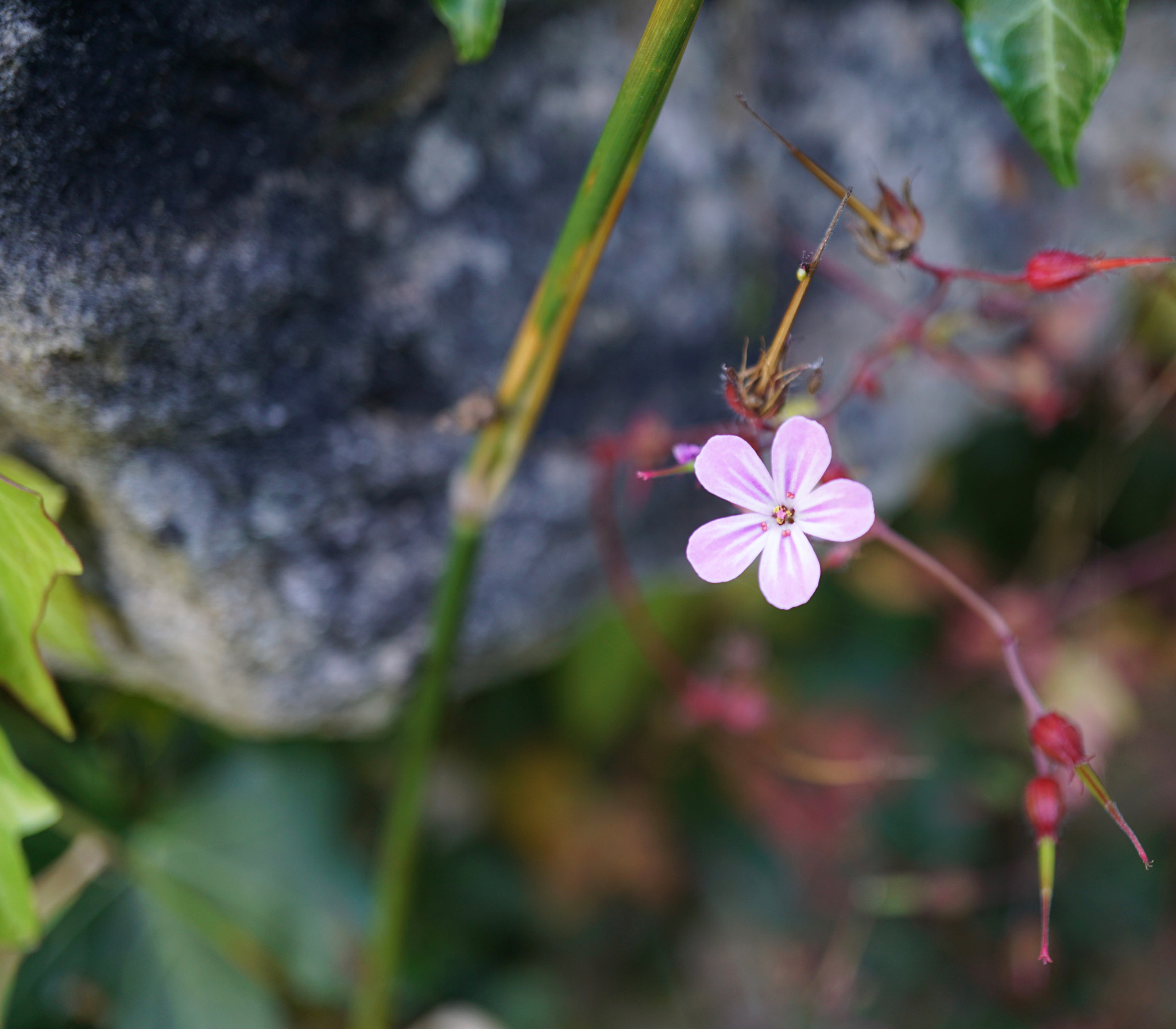 Sony a6000 + Sony E 30mm F3.5 sample photo. Purpletiny.jpg photography