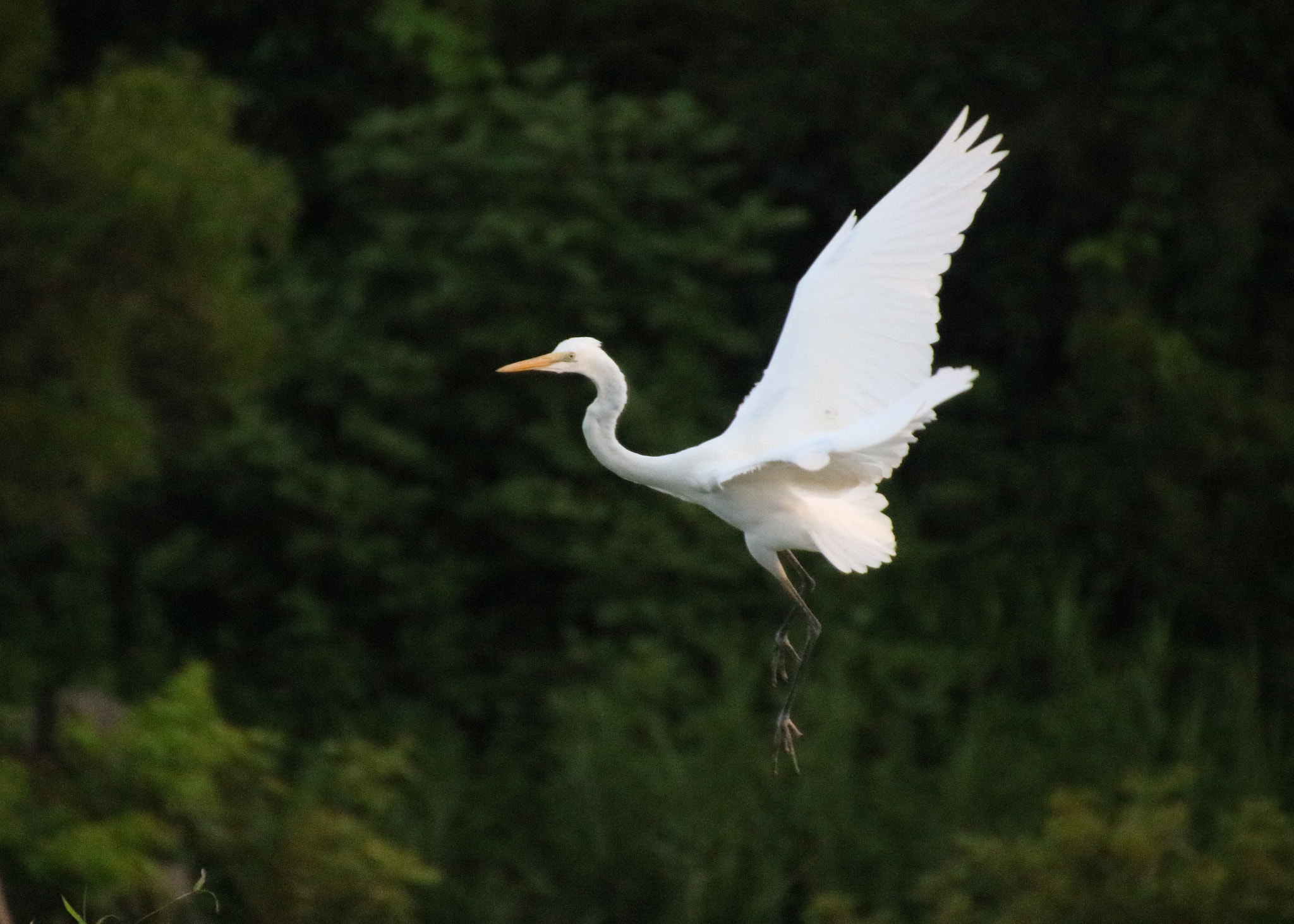 Canon 18-270mm sample photo. Single dancing photography