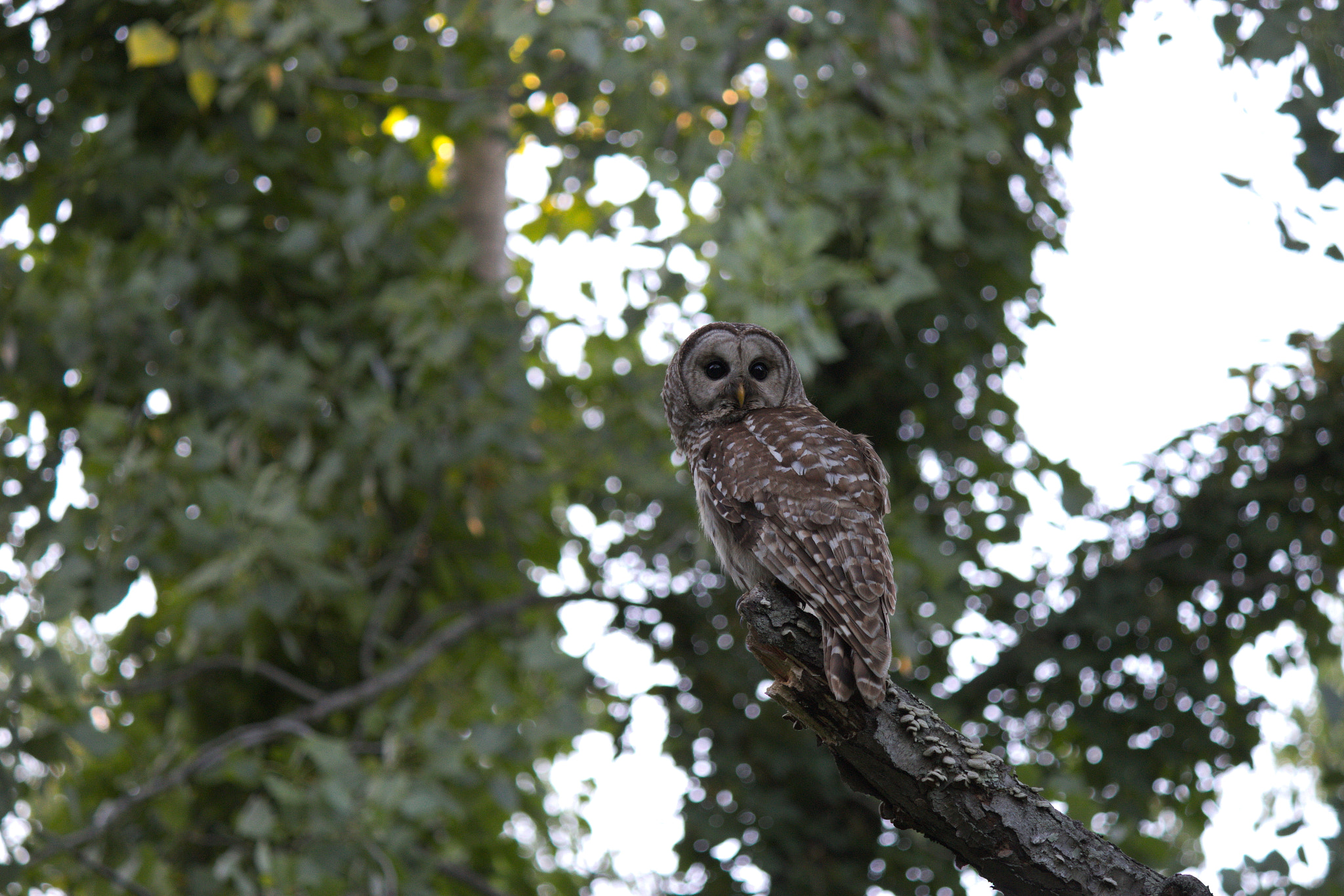 Canon EOS 100D (EOS Rebel SL1 / EOS Kiss X7) sample photo. Owl photography