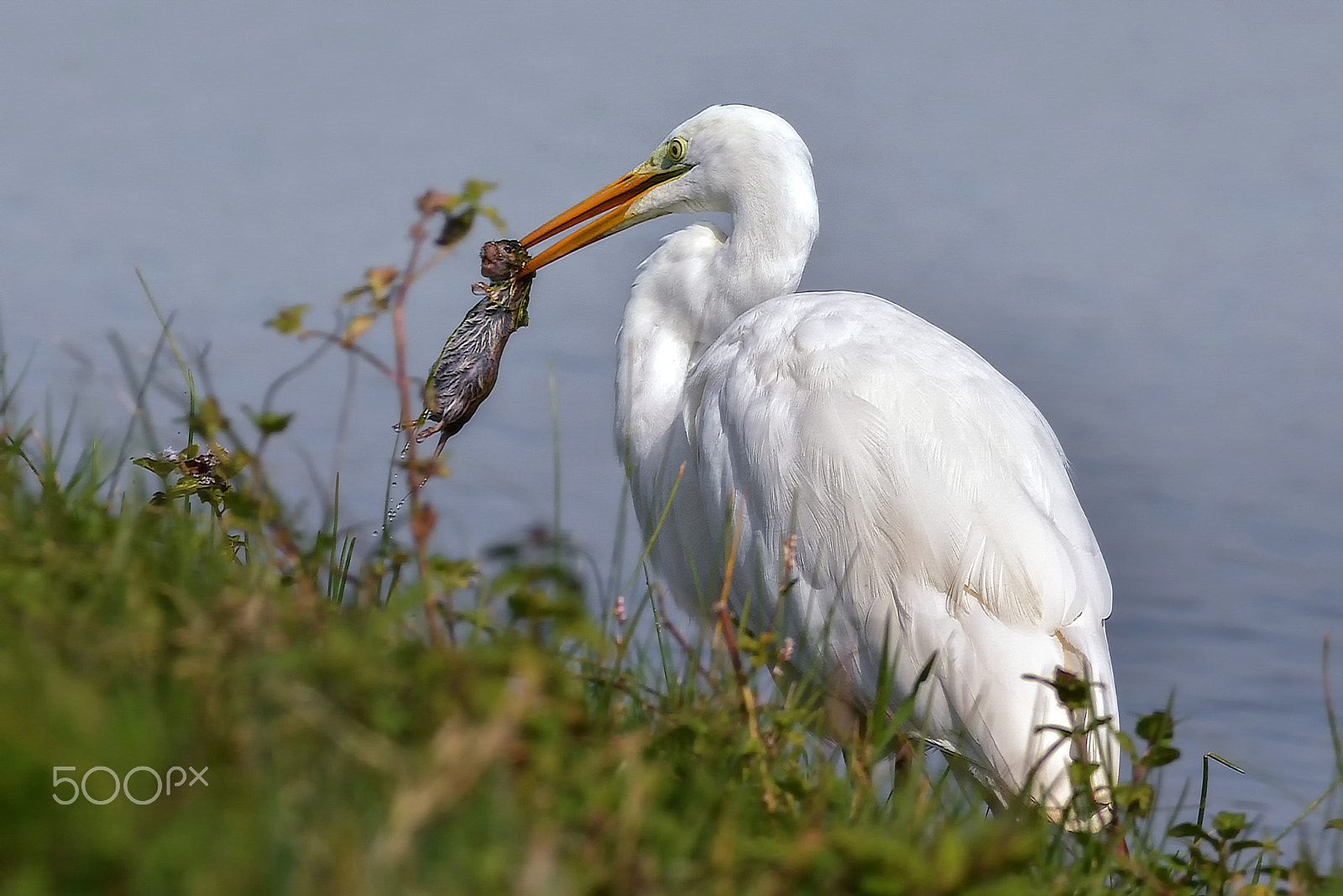Nikon AF-S Nikkor 300mm F2.8G ED-IF VR sample photo. Airone maggiore photography